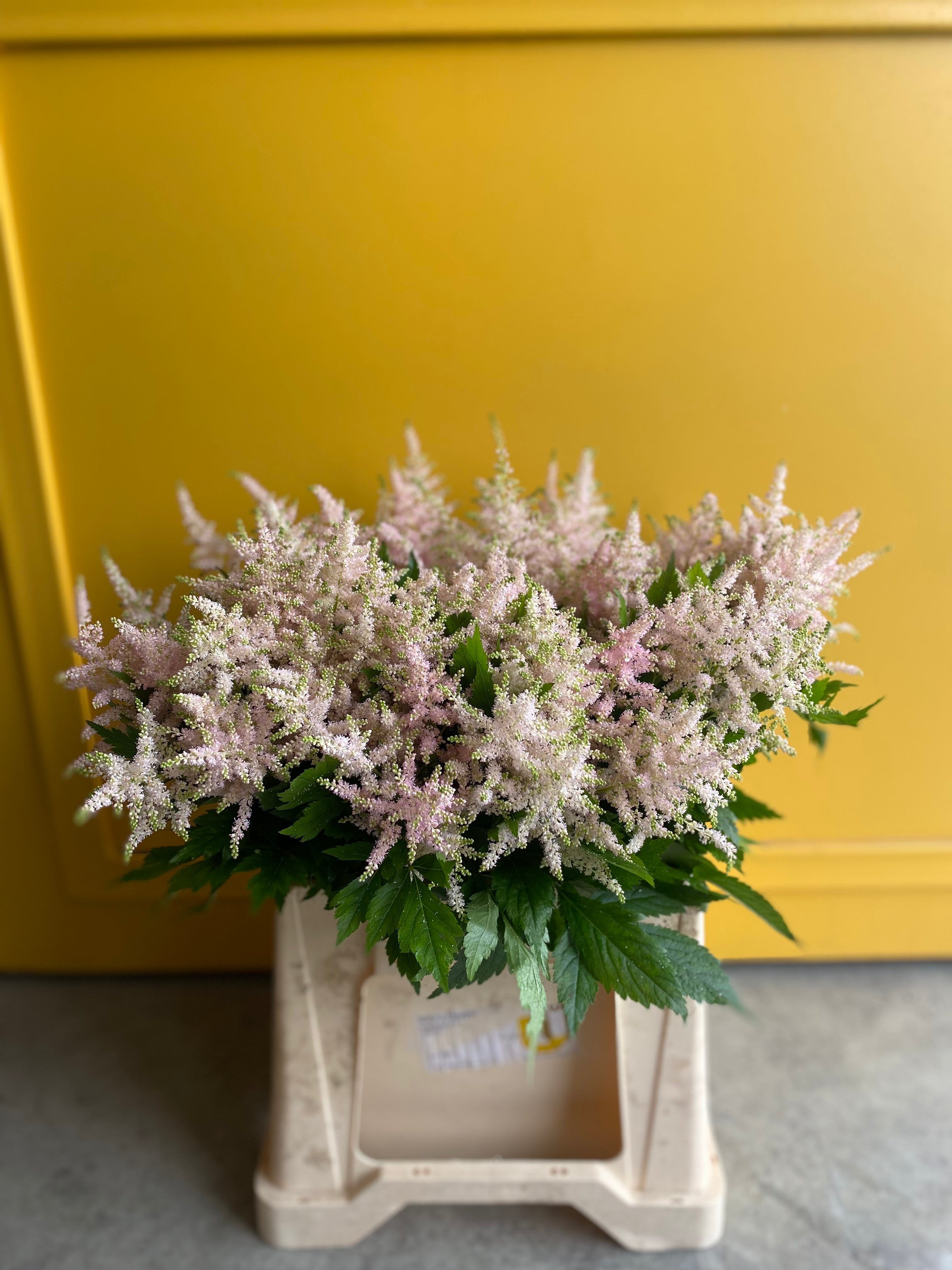 Astilbe white pink