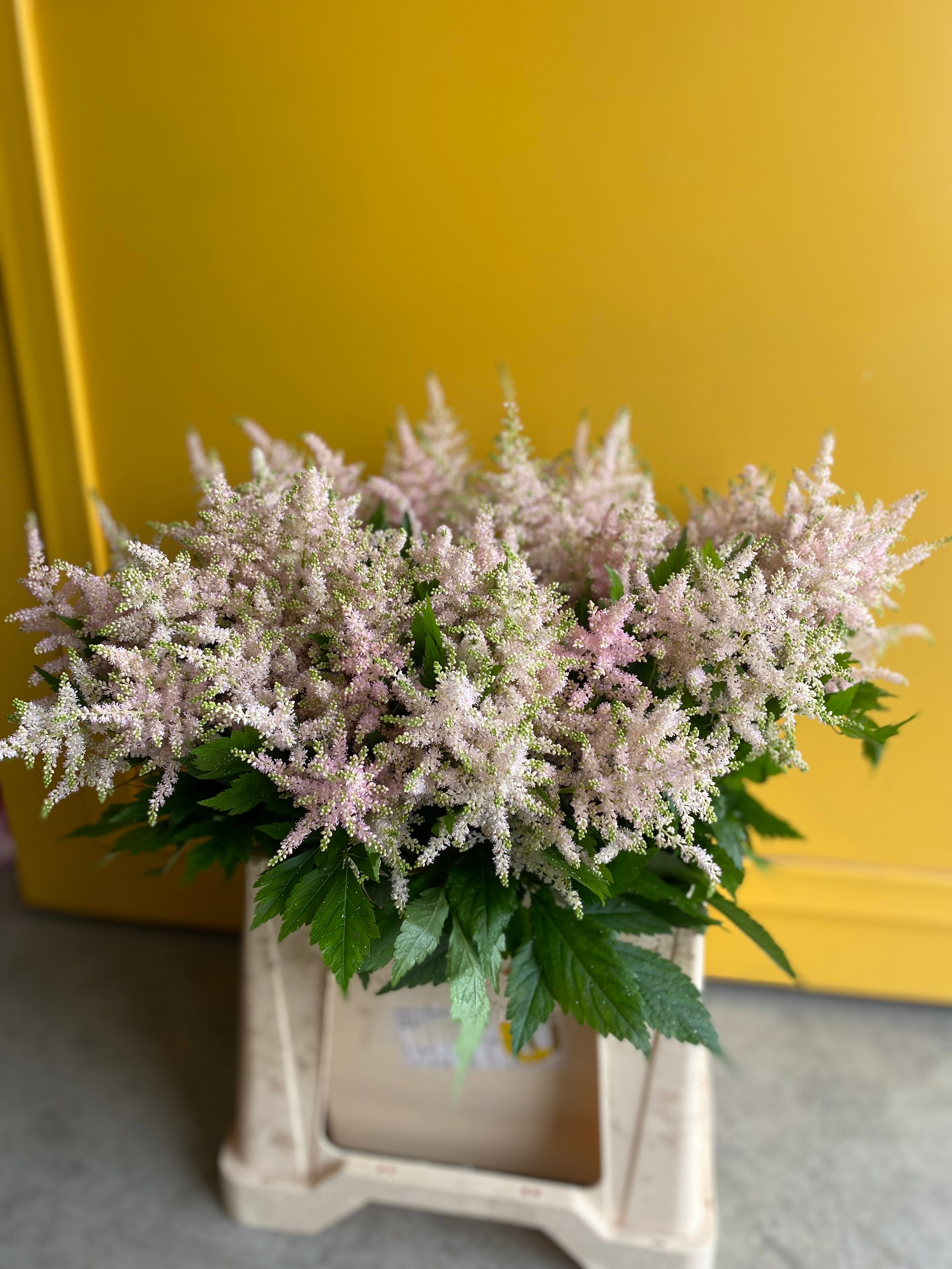 Astilbe white pink