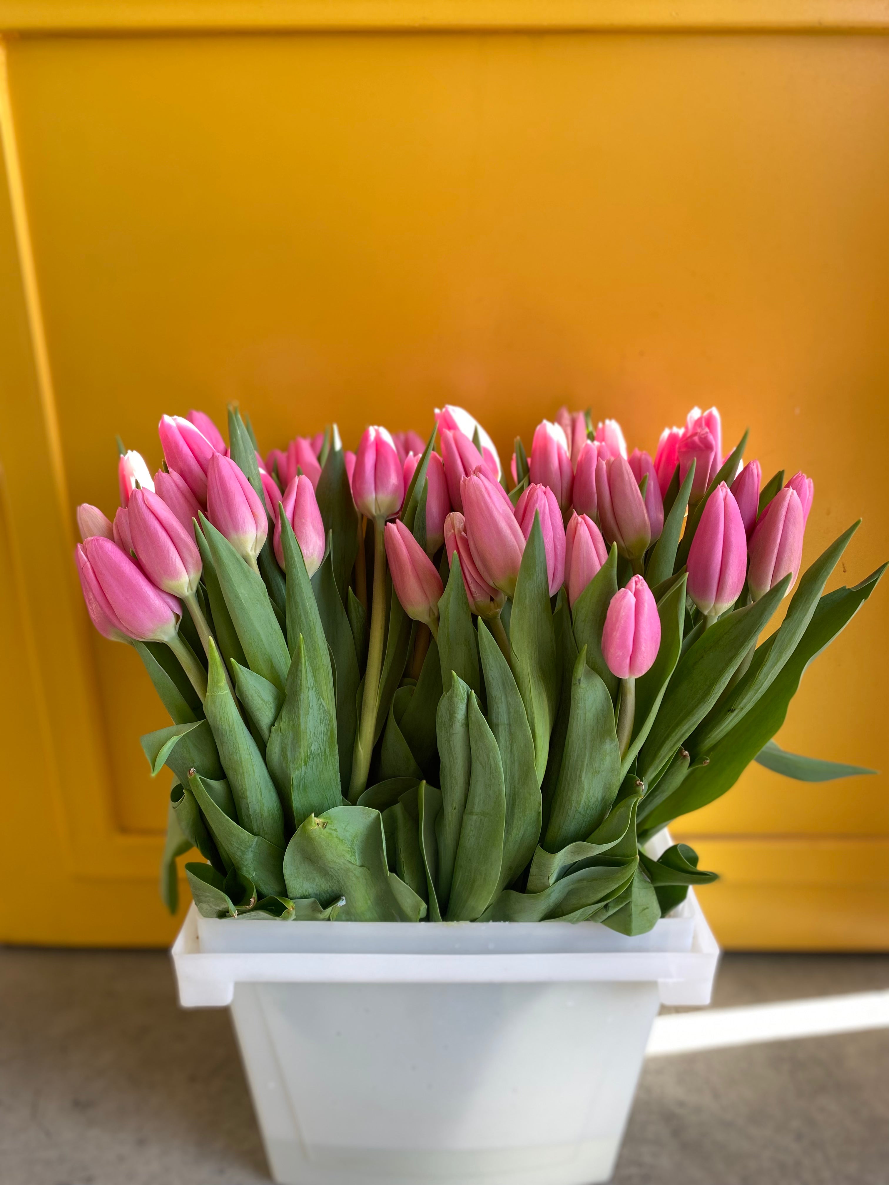 Tulip Milkshake توليب