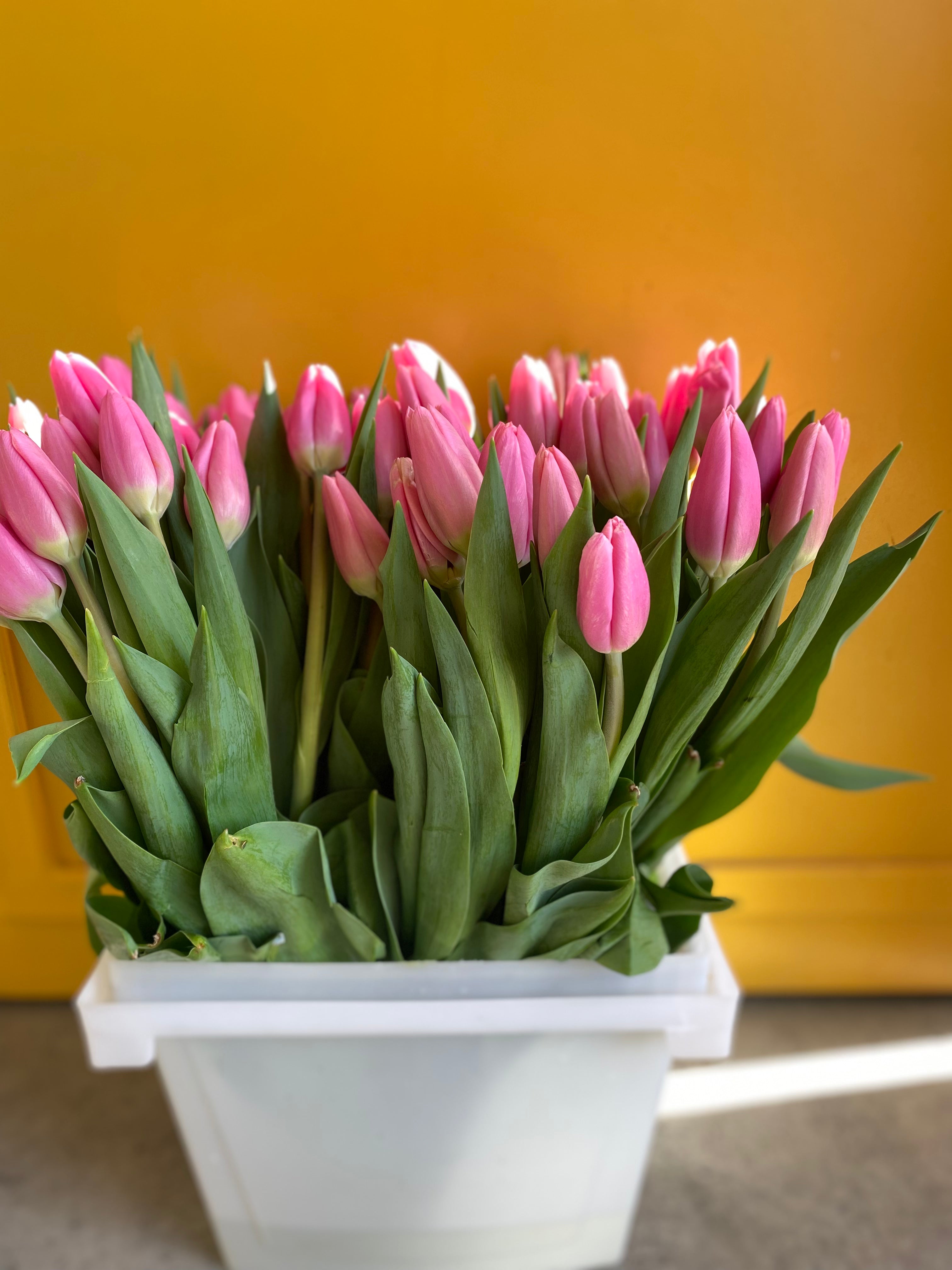 Tulip Milkshake توليب