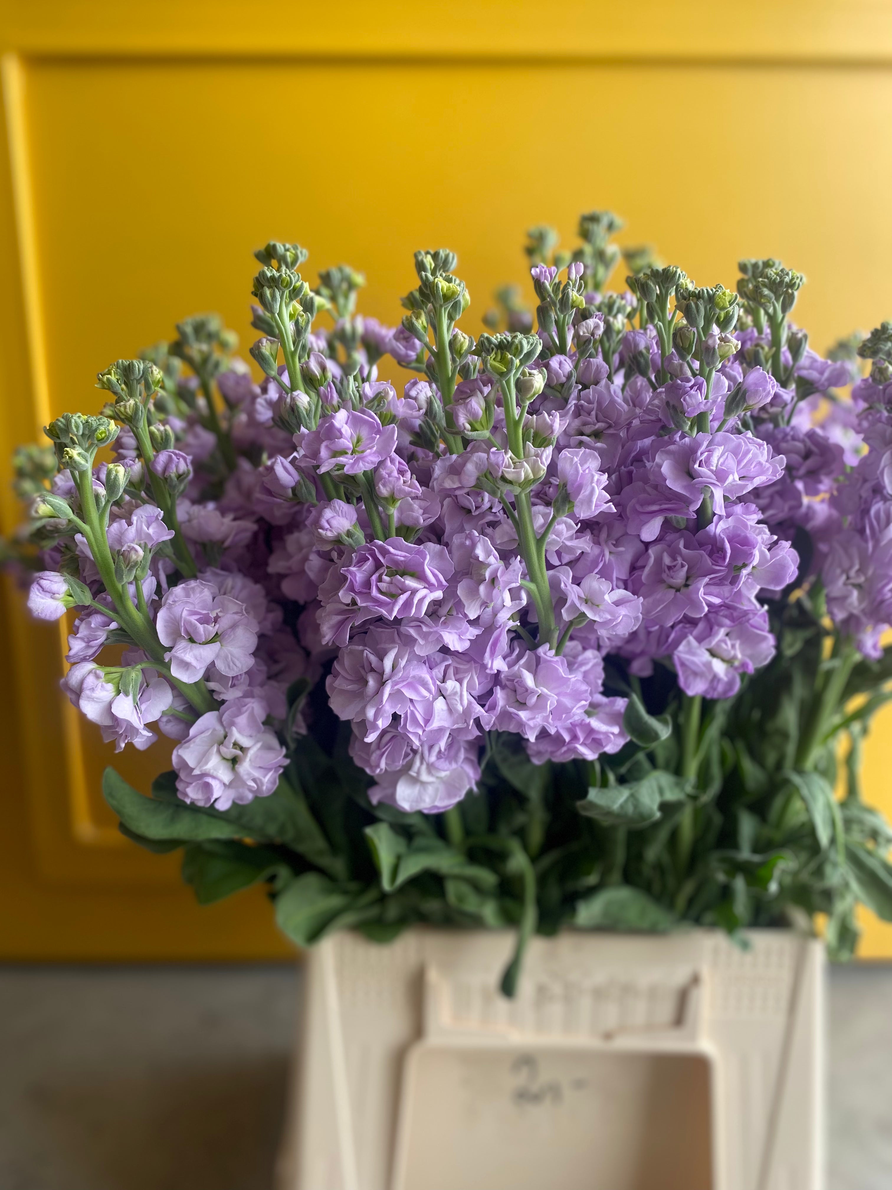 Matthiola Lilac