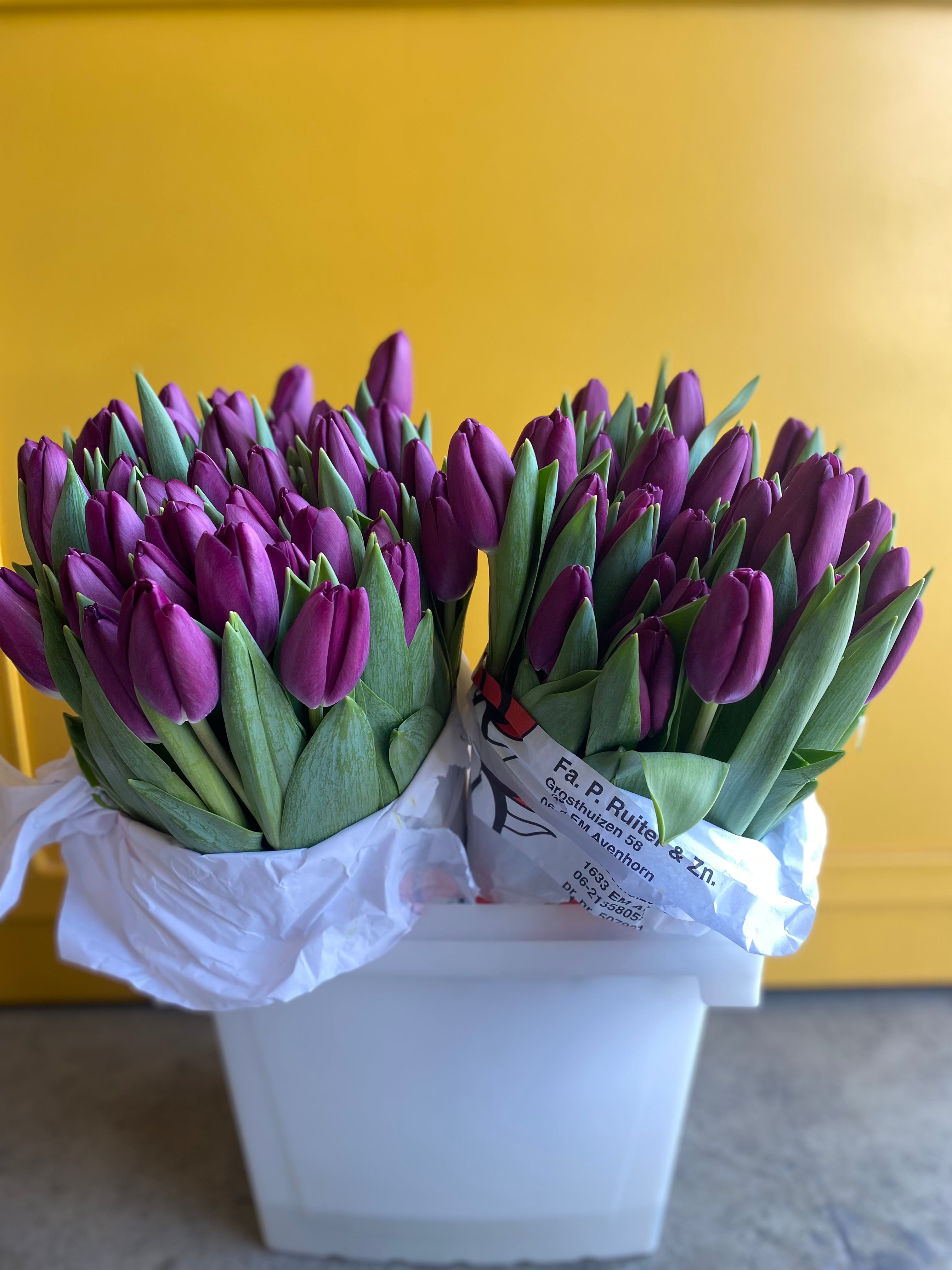 Tulip Purple Prince توليب