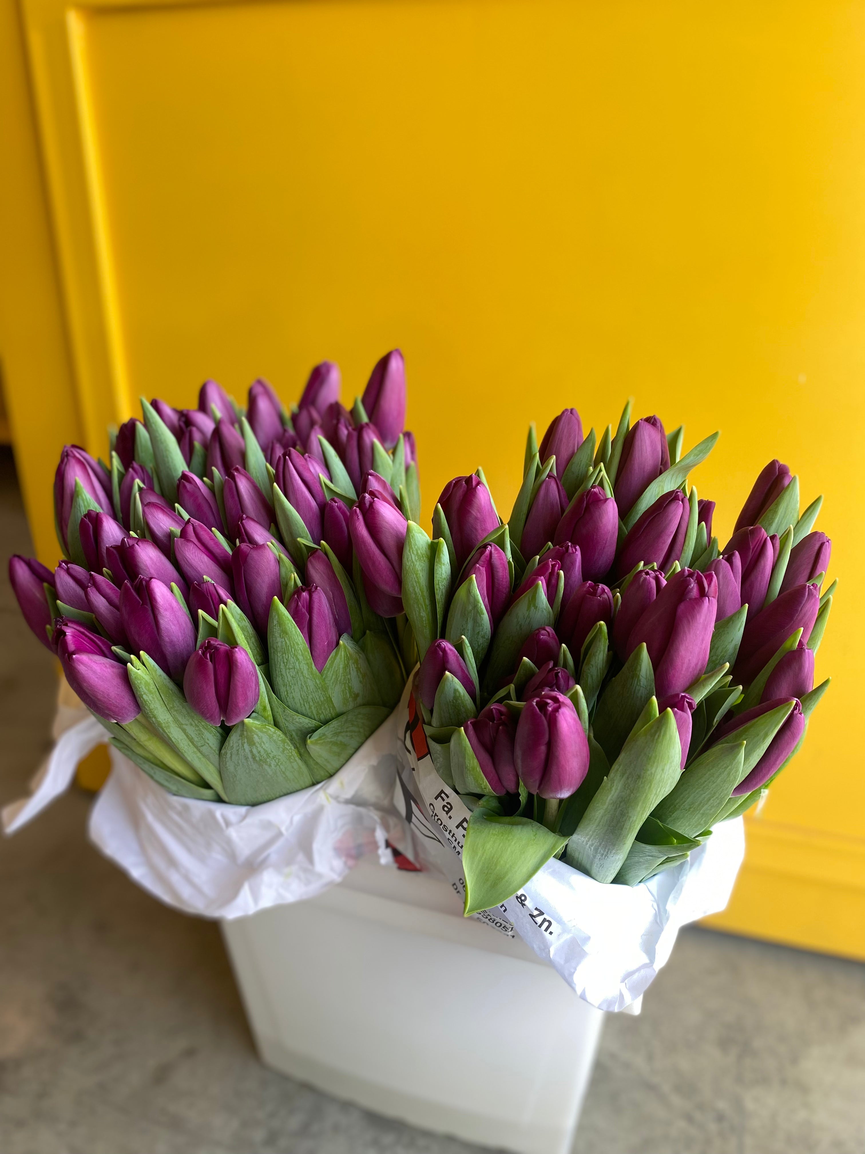 Tulip Purple Prince توليب