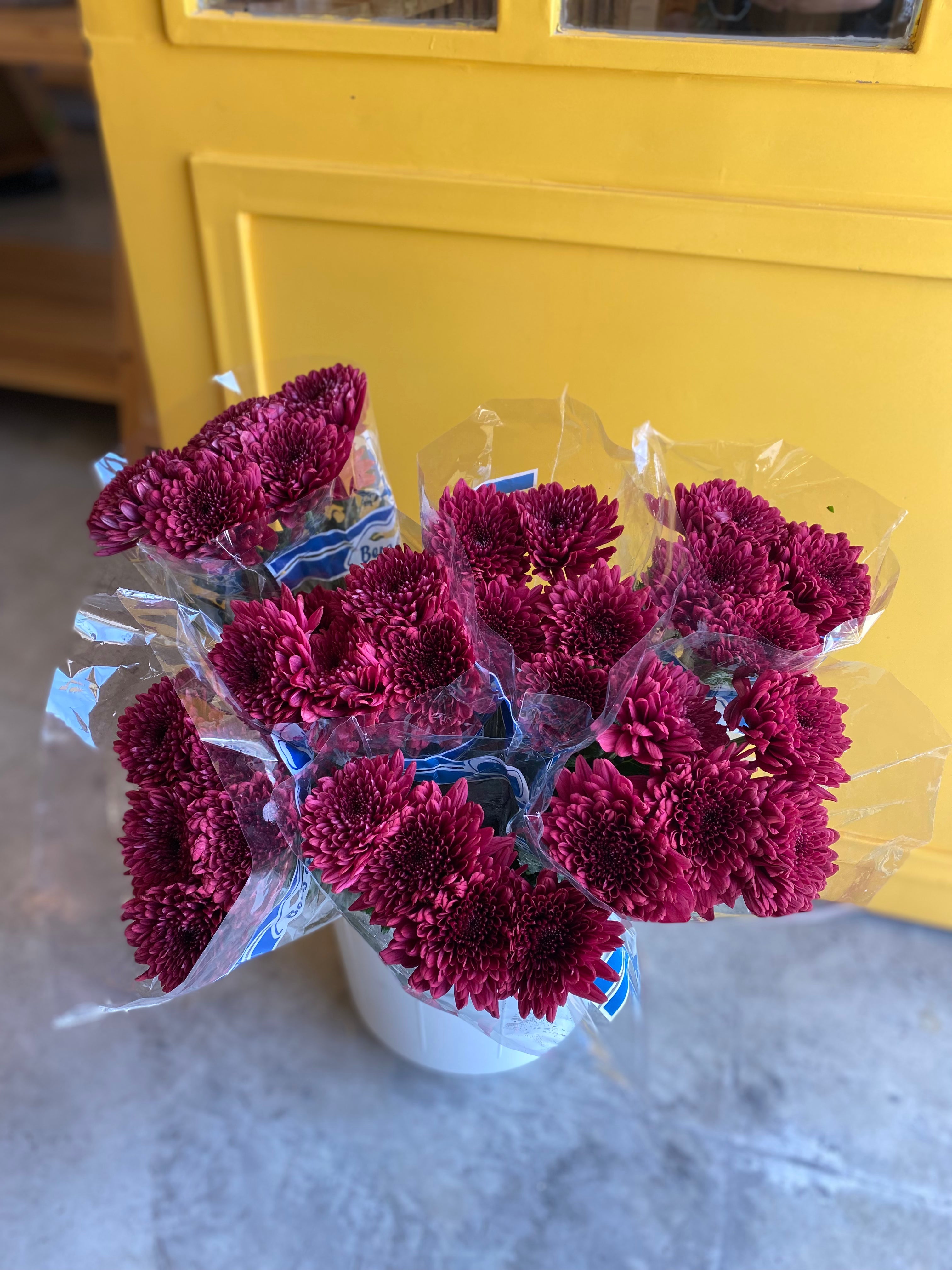 Chrysanthemum Deco Purple Ke كرسانثمو