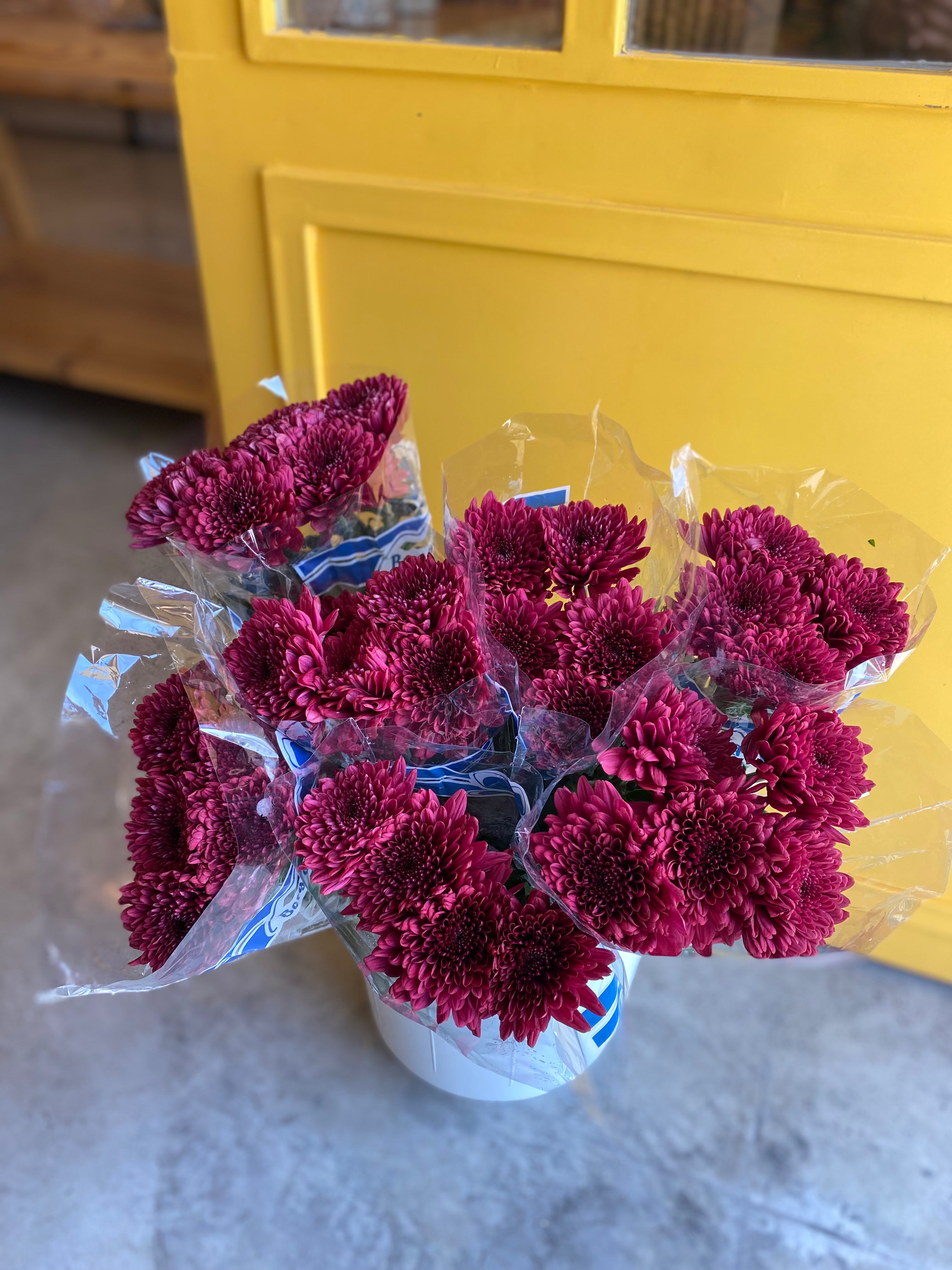 Chrysanthemum Deco Purple Ke كرسانثمو