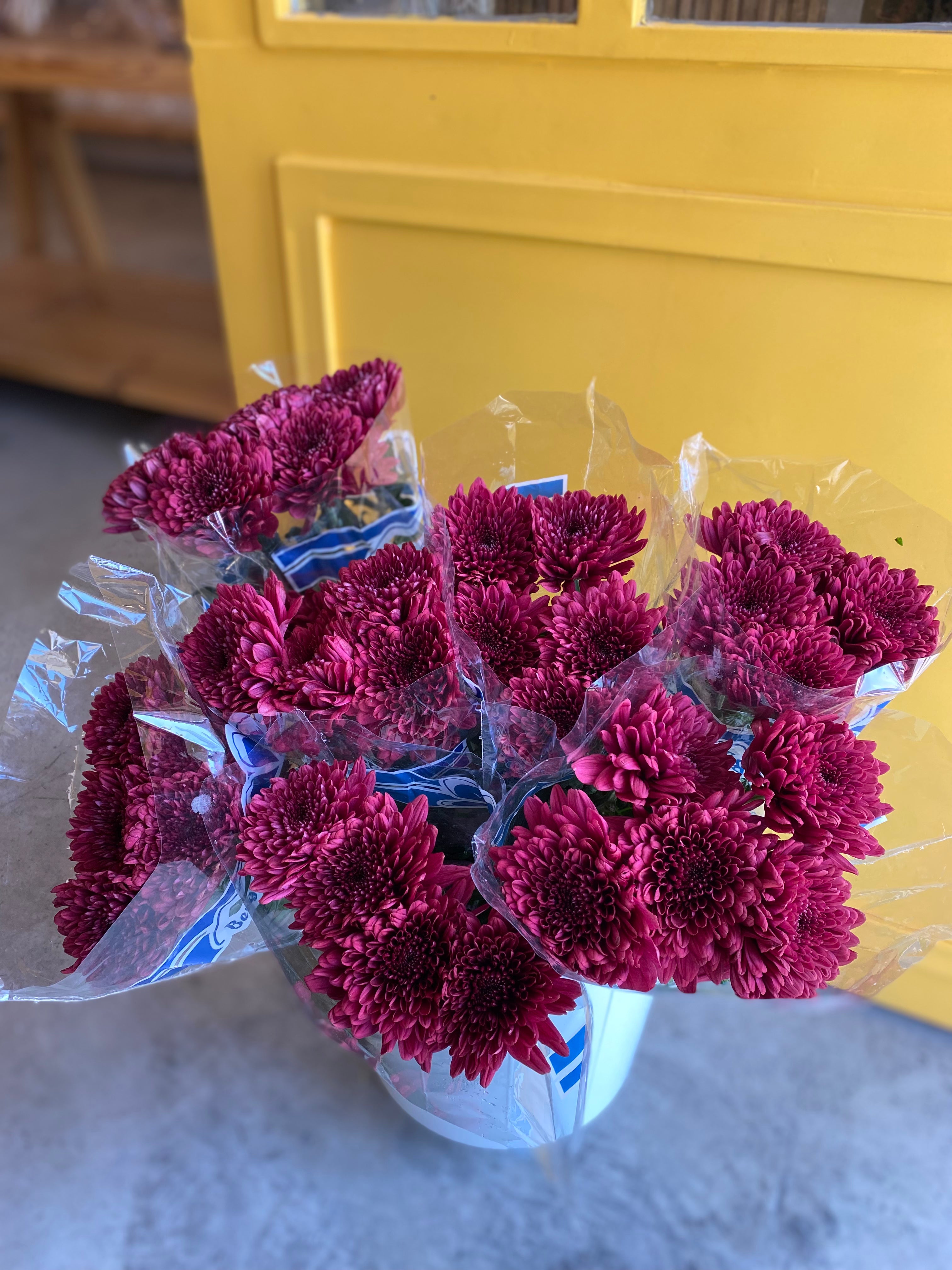 Chrysanthemum Deco Purple Ke كرسانثمو