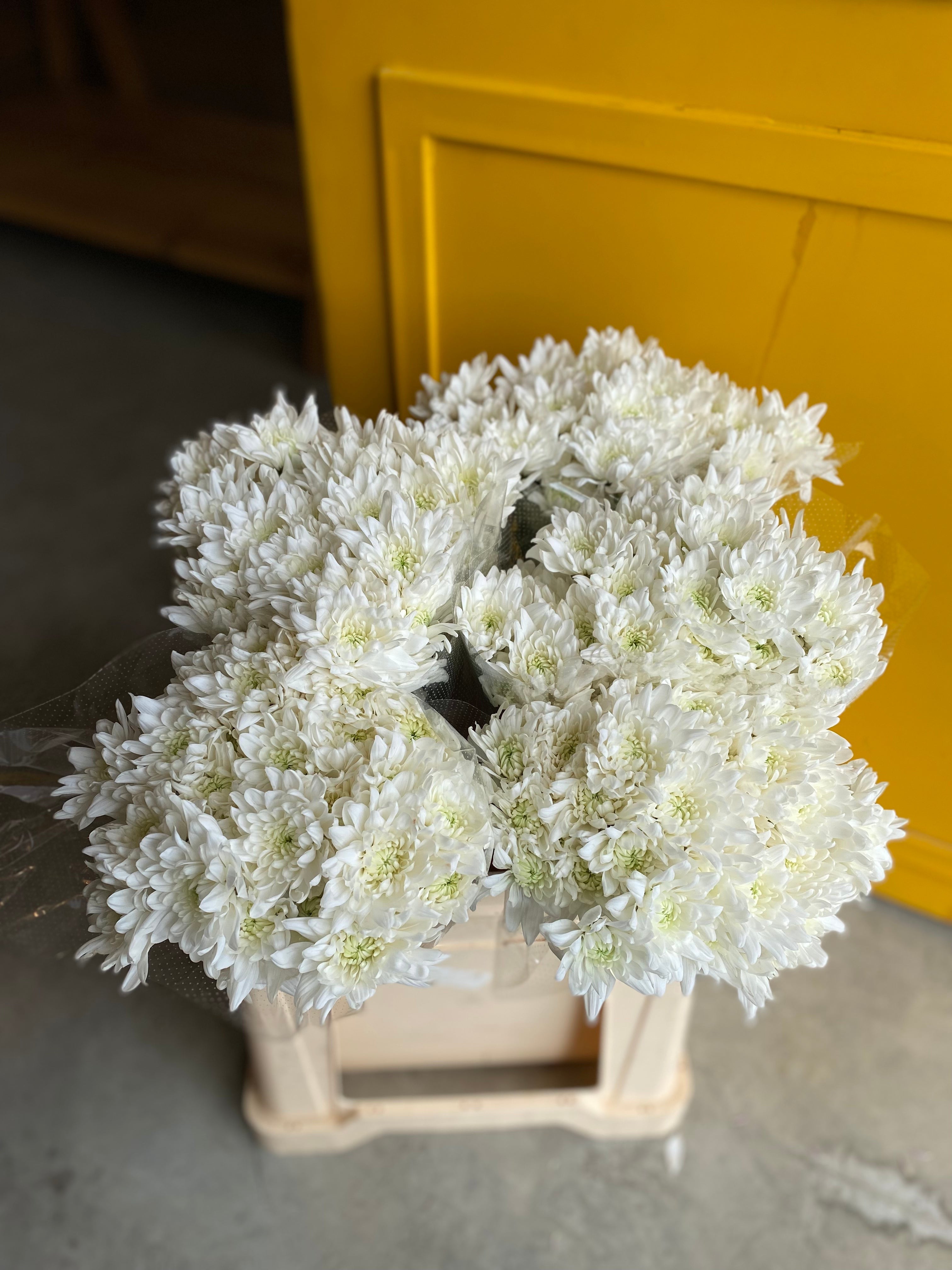 Chrysanthemum White EG كريسانثمو