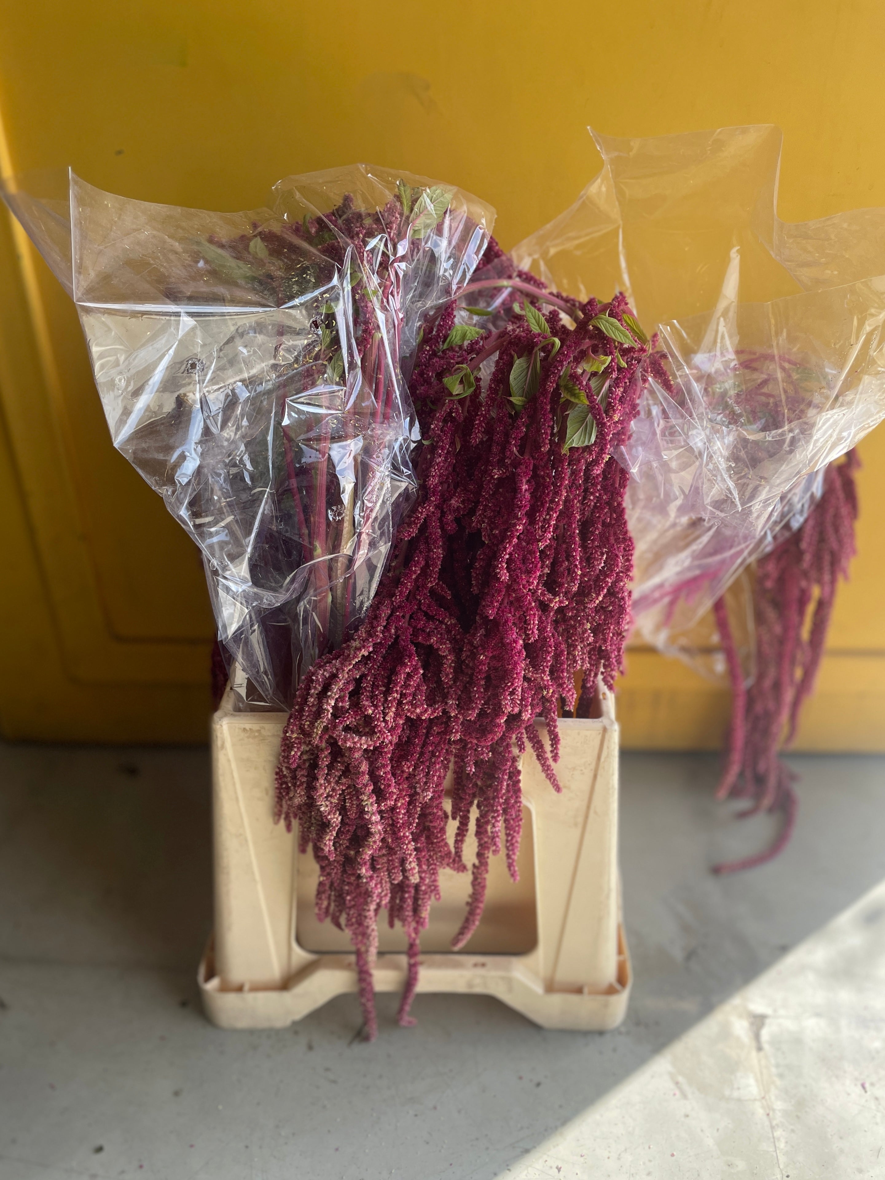 Amaranthus Red Eg