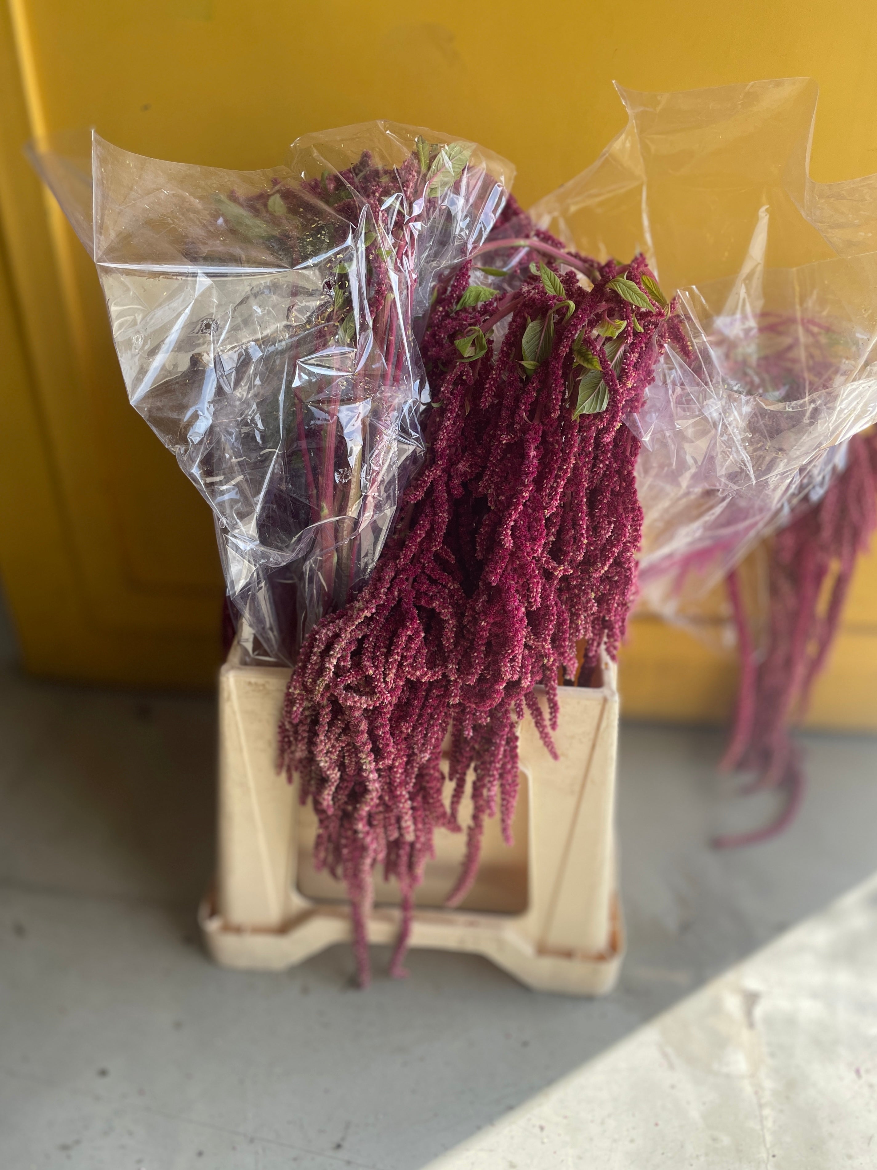 Amaranthus Red Eg