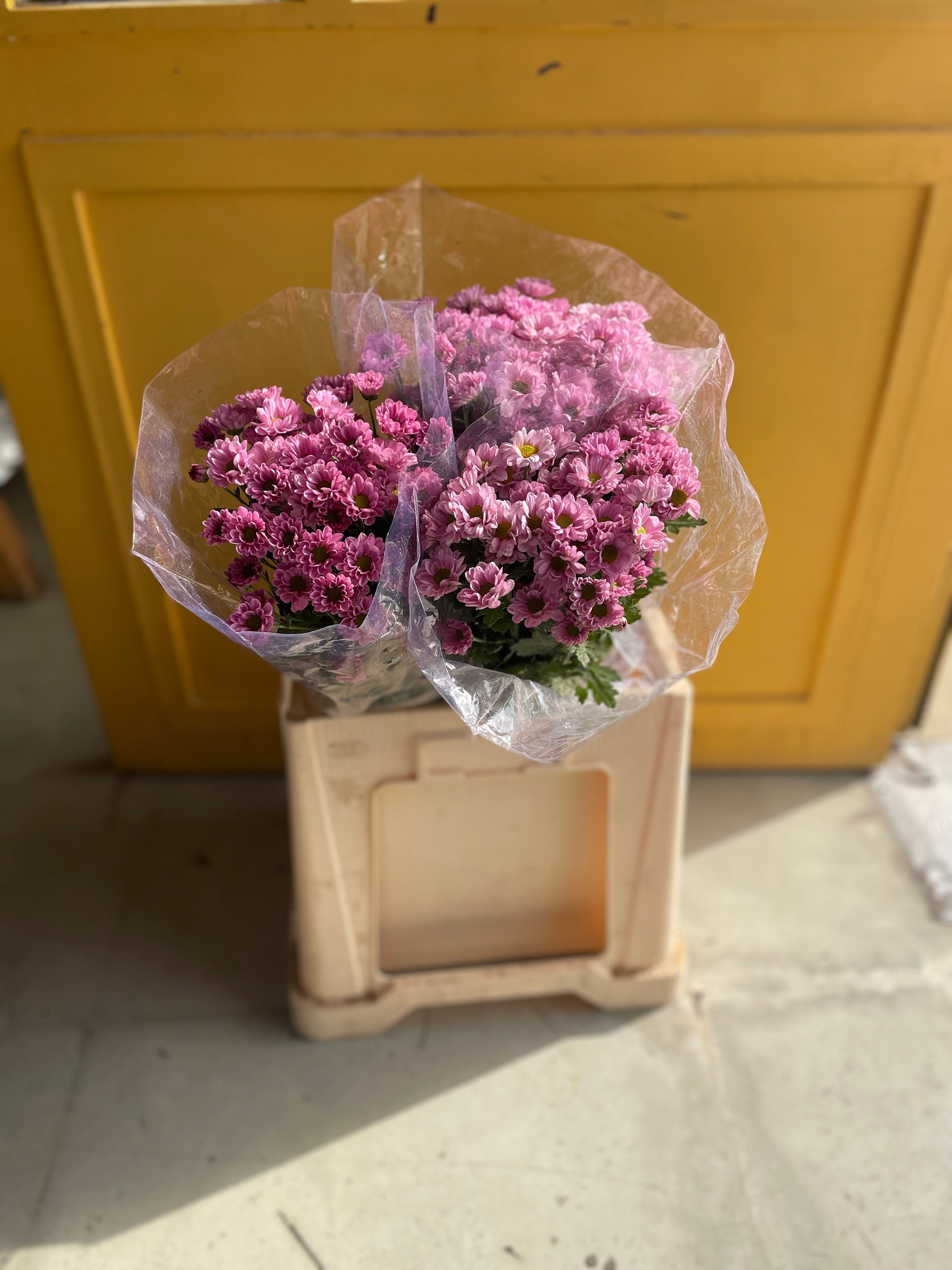 Chrysanthemum Santini Pink Eg كرسانثيوم