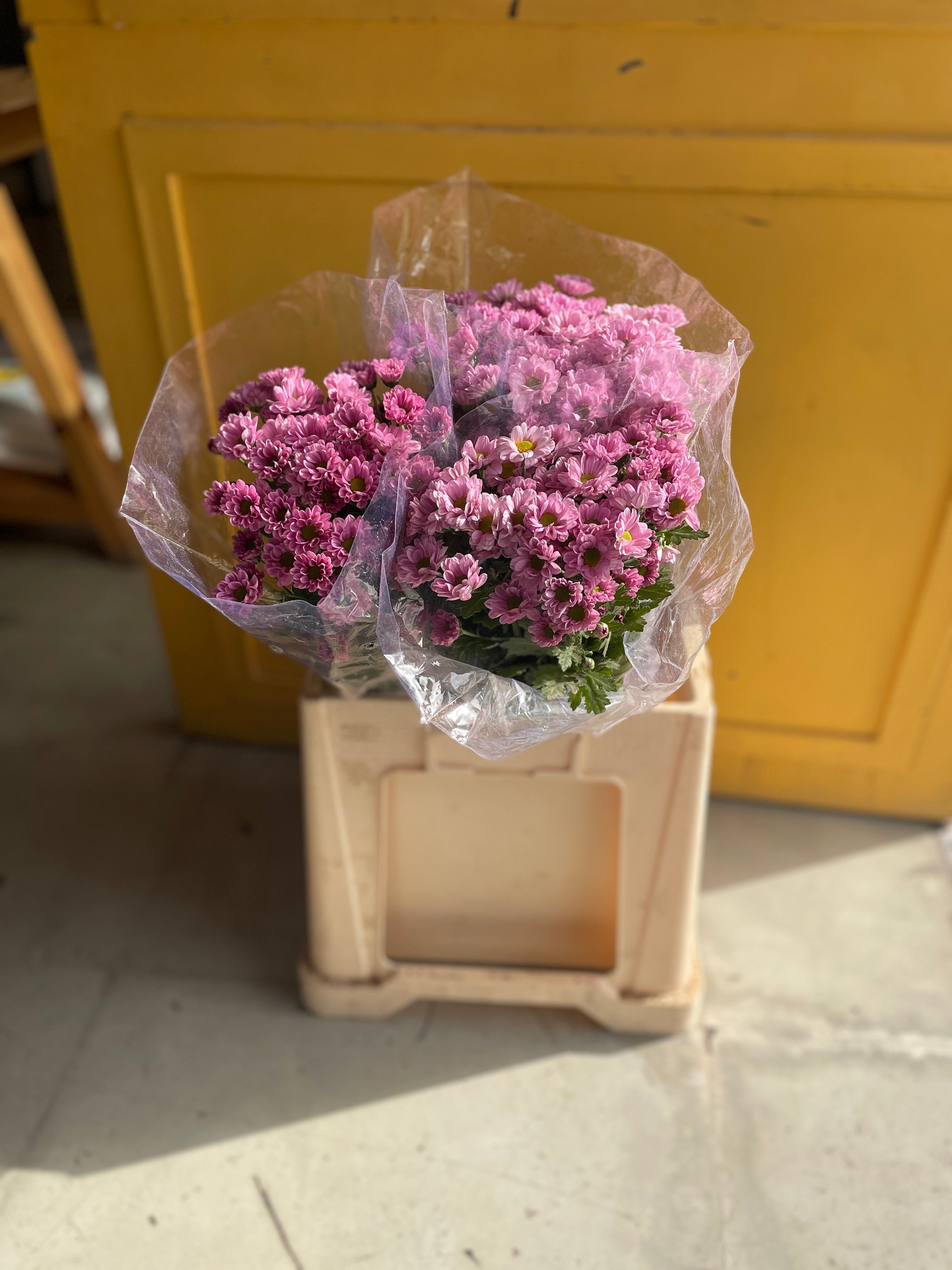 Chrysanthemum Santini Pink Eg كرسانثيوم