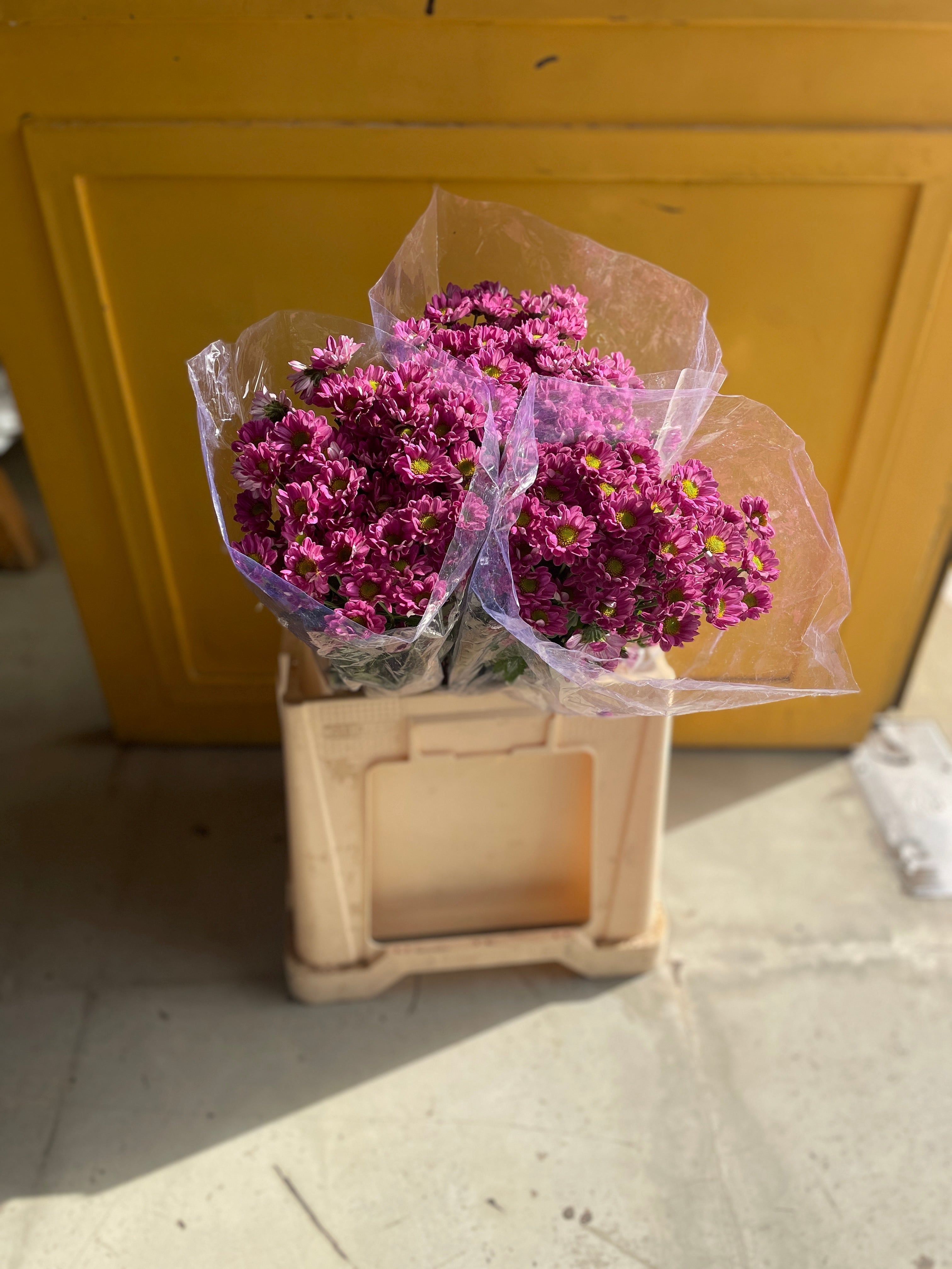 Chrysanthemum Santini Purple Eg كرسانثيوم