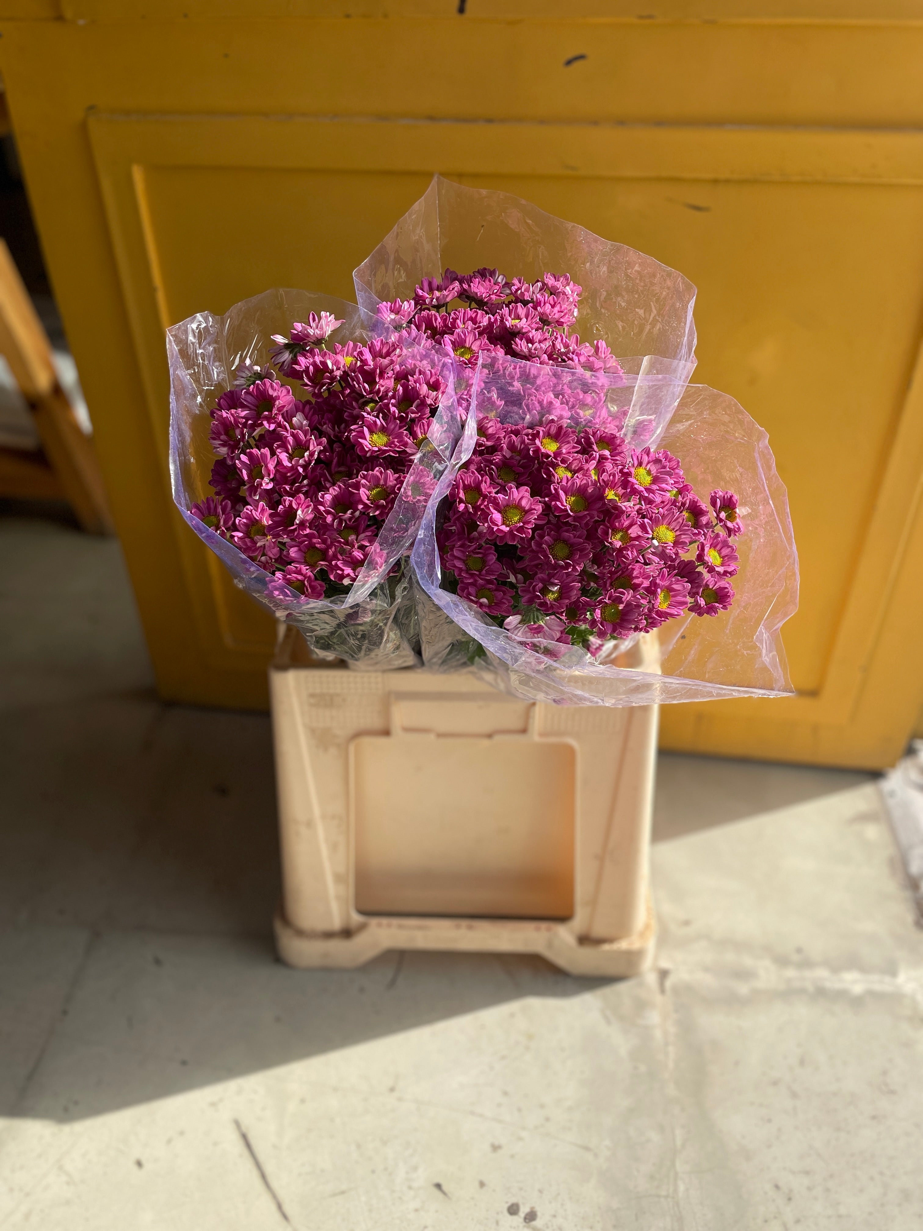 Chrysanthemum Santini Purple Eg كرسانثيوم