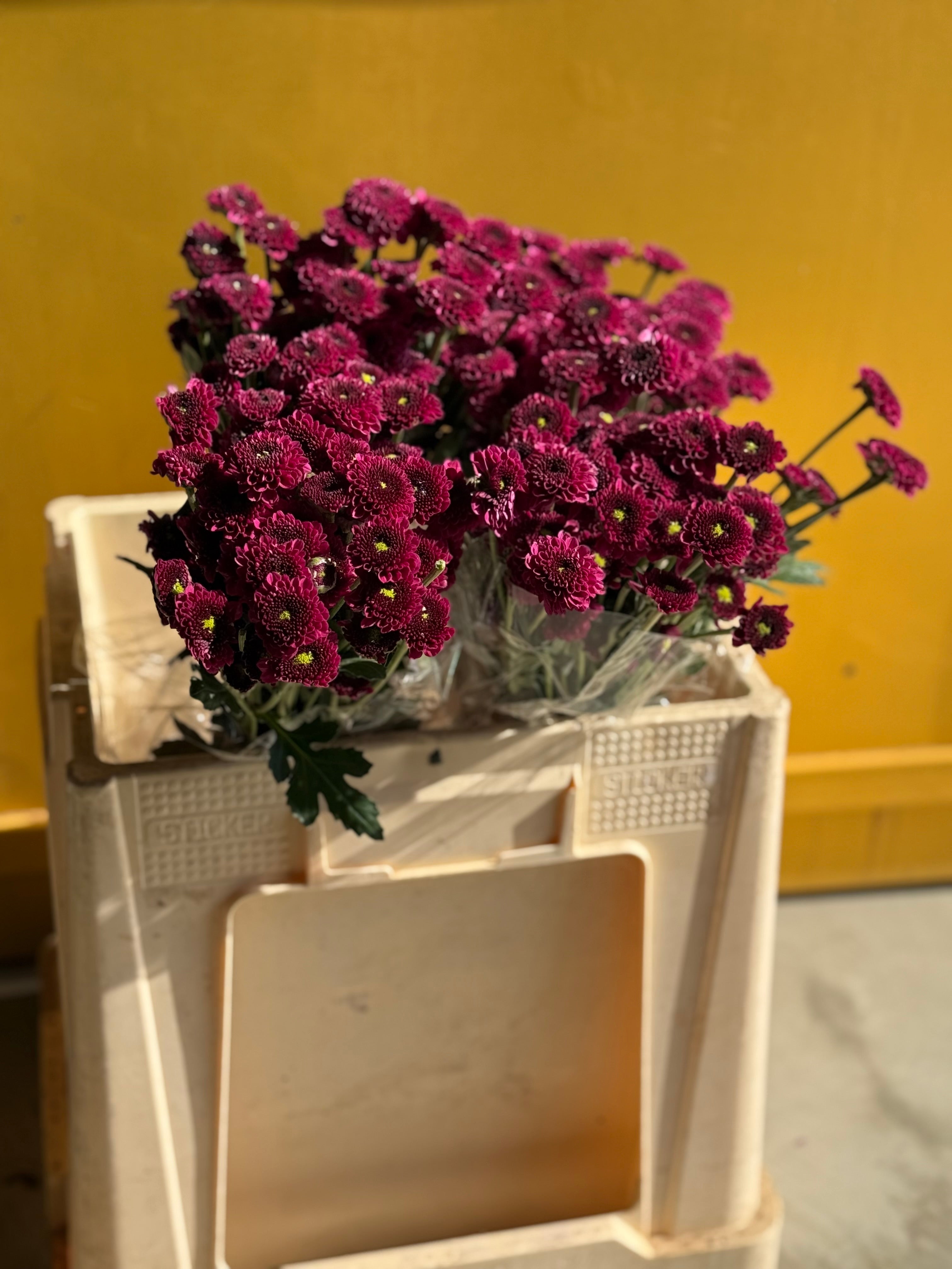 Chrysanthemum Santini Purple Green KE كرسانثيمو
