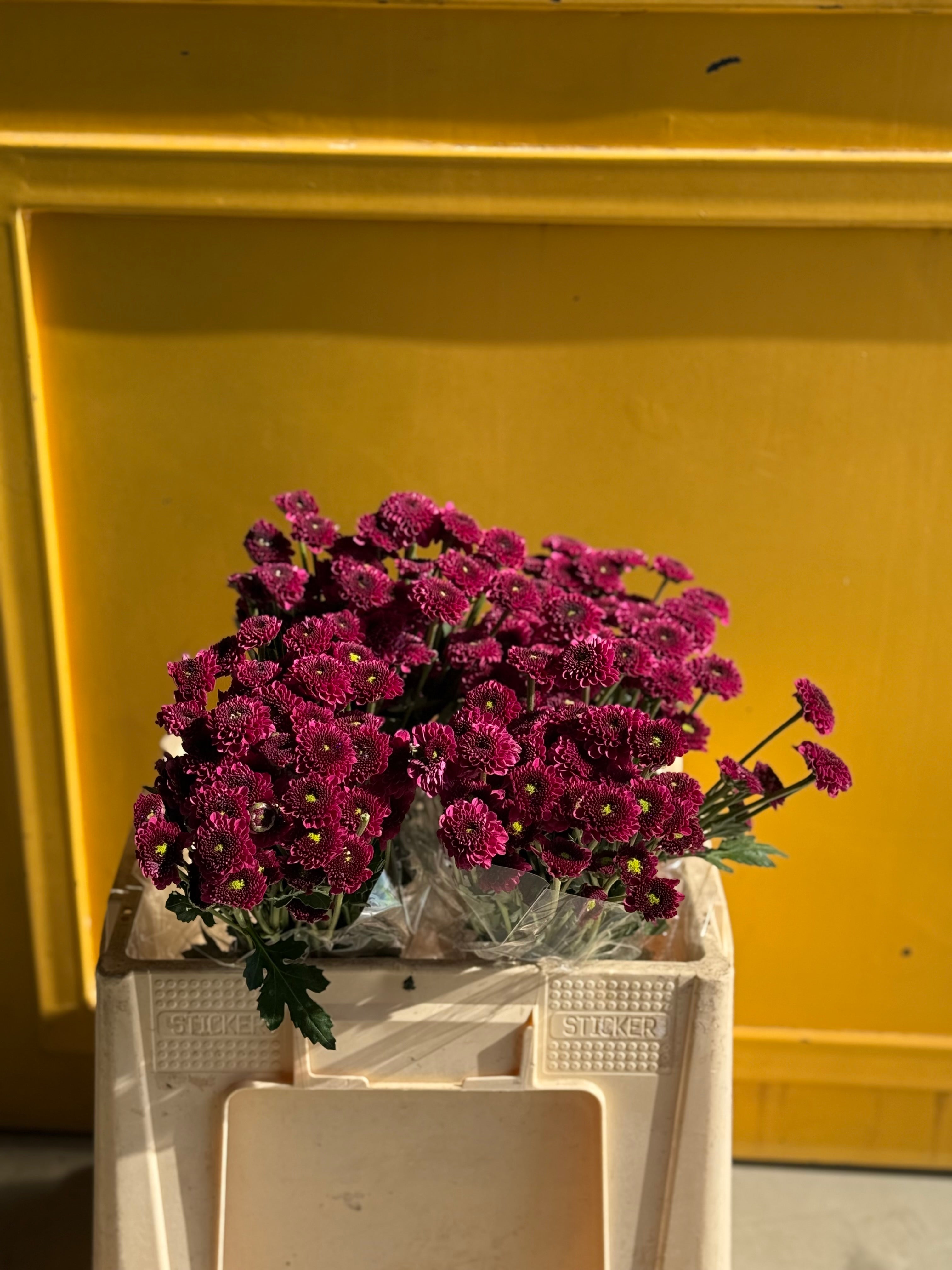 Chrysanthemum Santini Purple Green KE كرسانثيمو