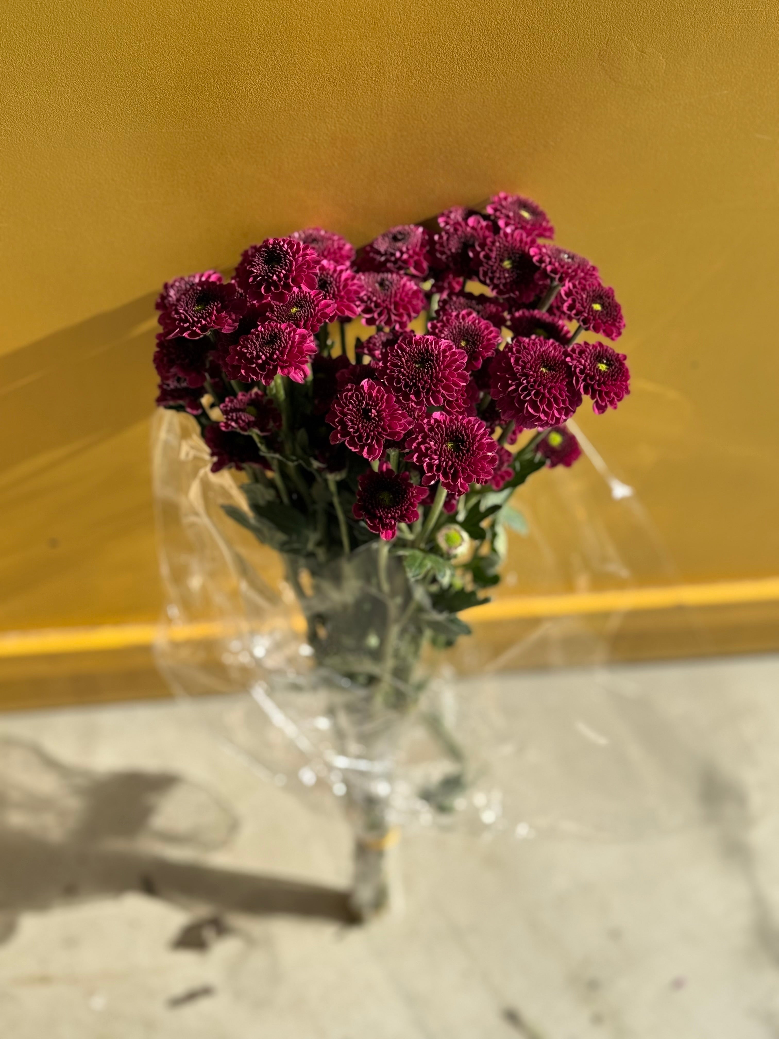 Chrysanthemum Santini Purple Green KE كرسانثيمو