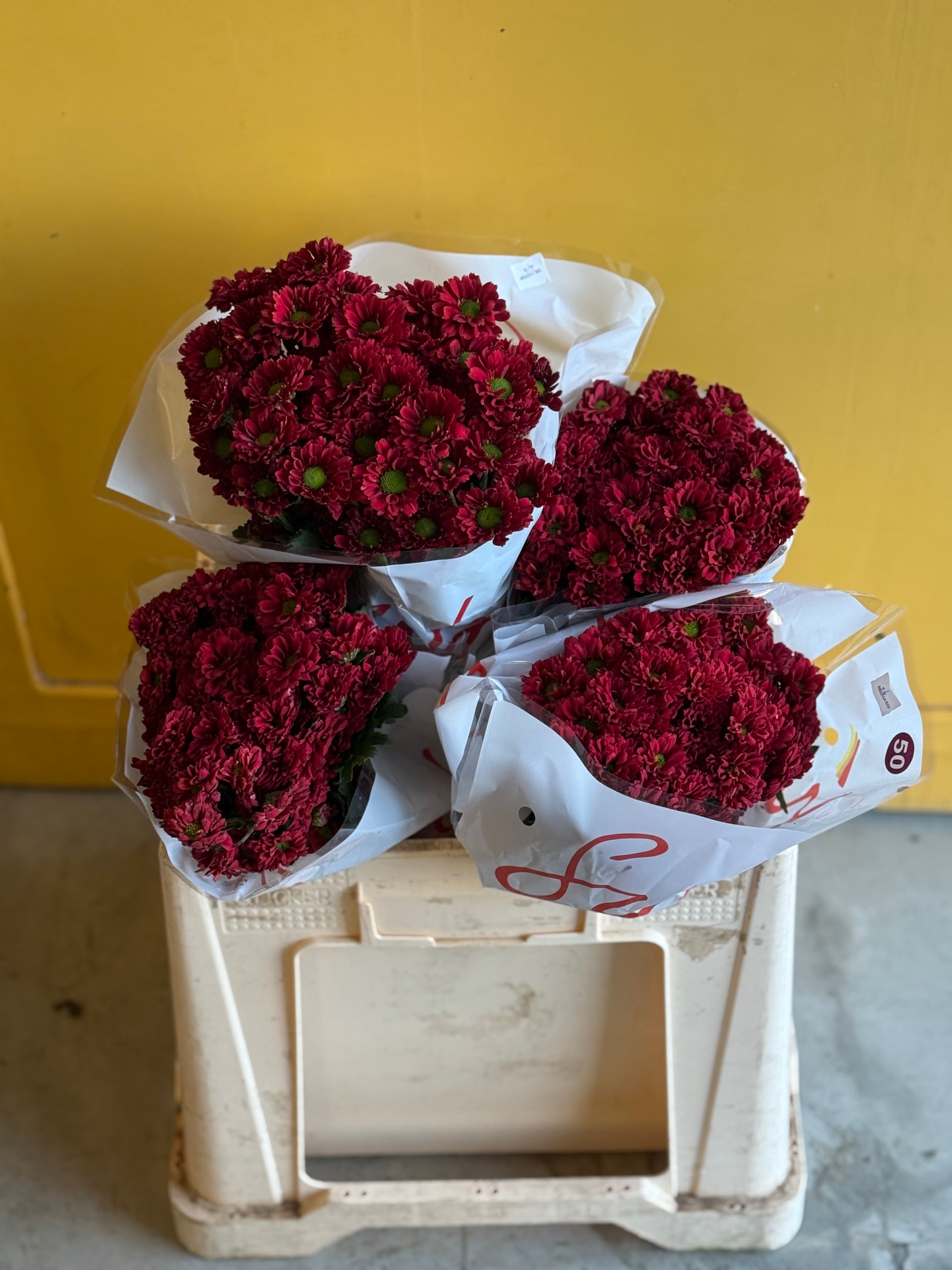 Chrysanthemum Santini Red Eg كرسانثيوم