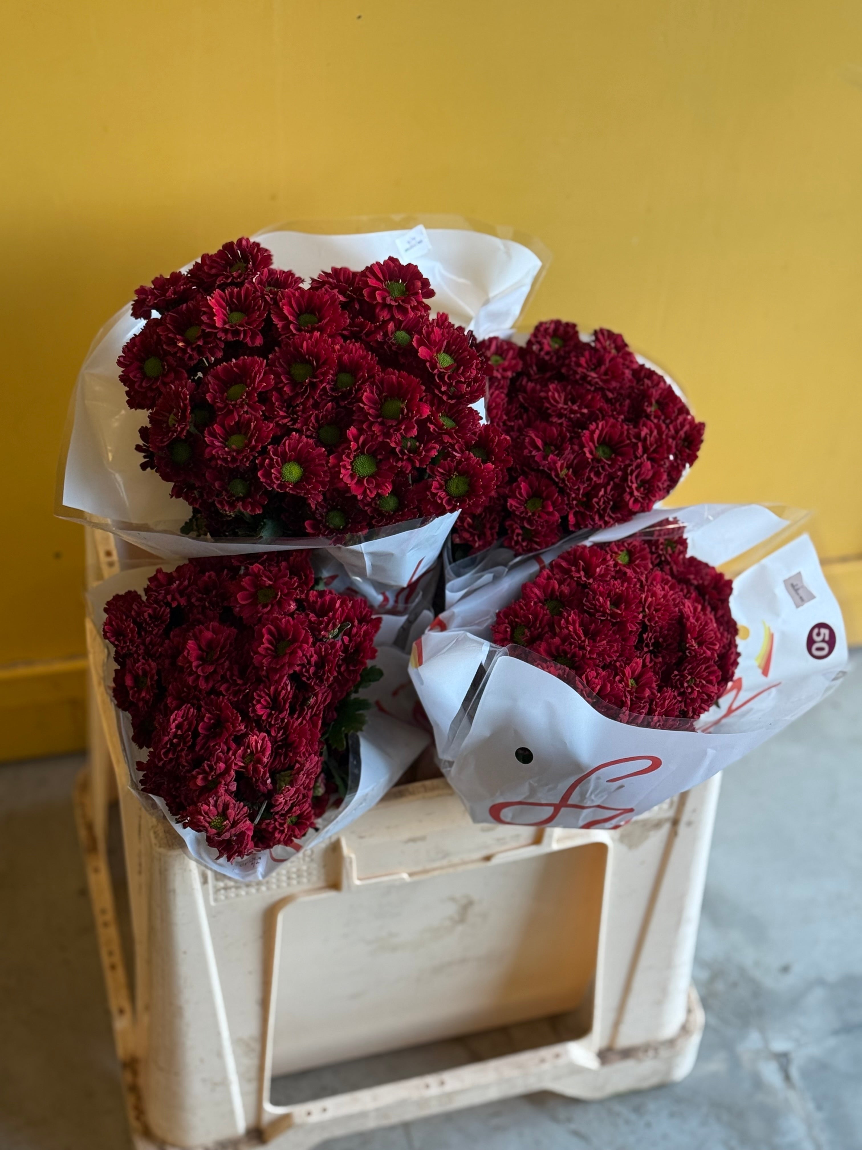 Chrysanthemum Santini Red Eg كرسانثيوم