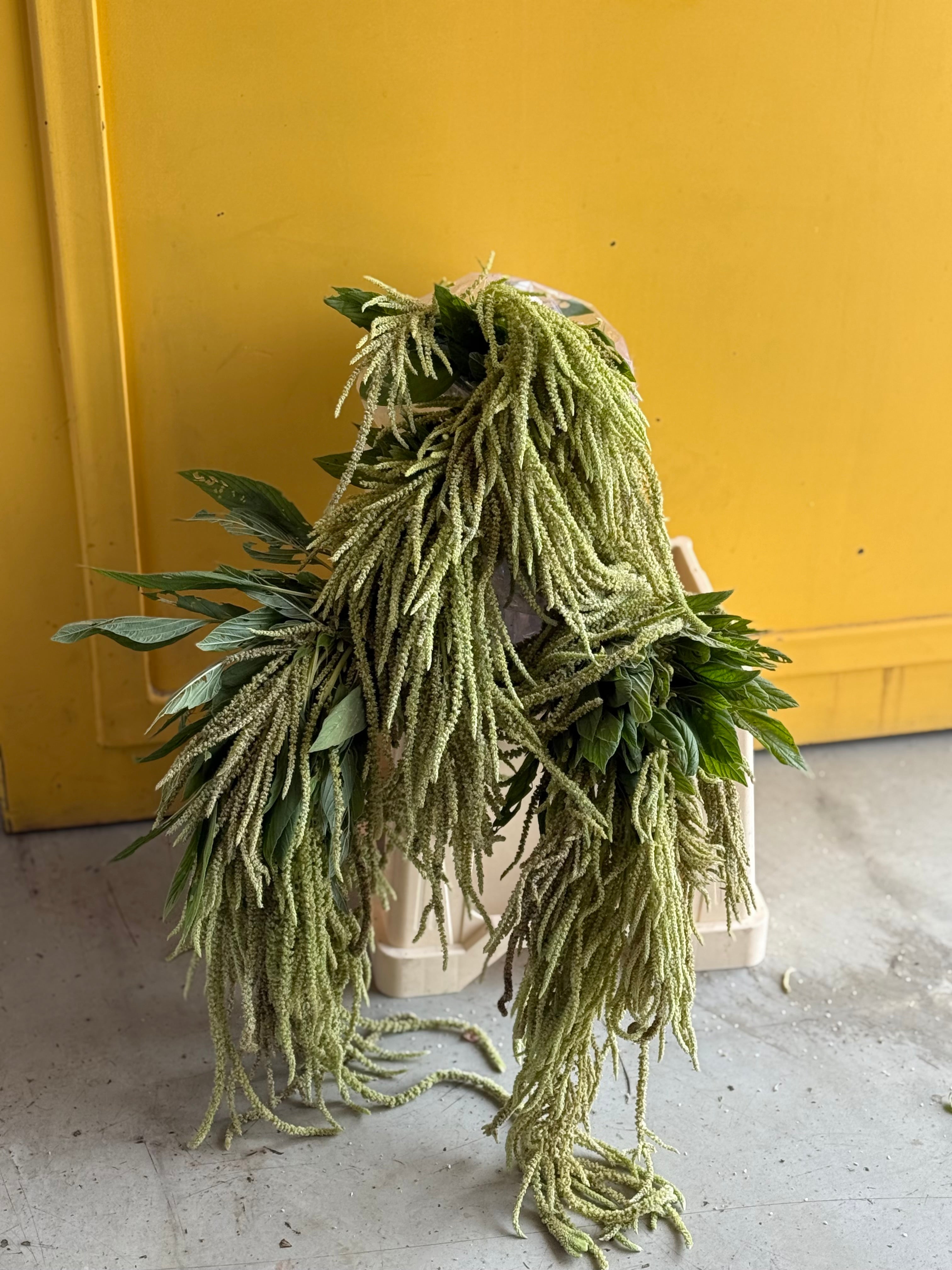 Amaranthus Green امارنثس