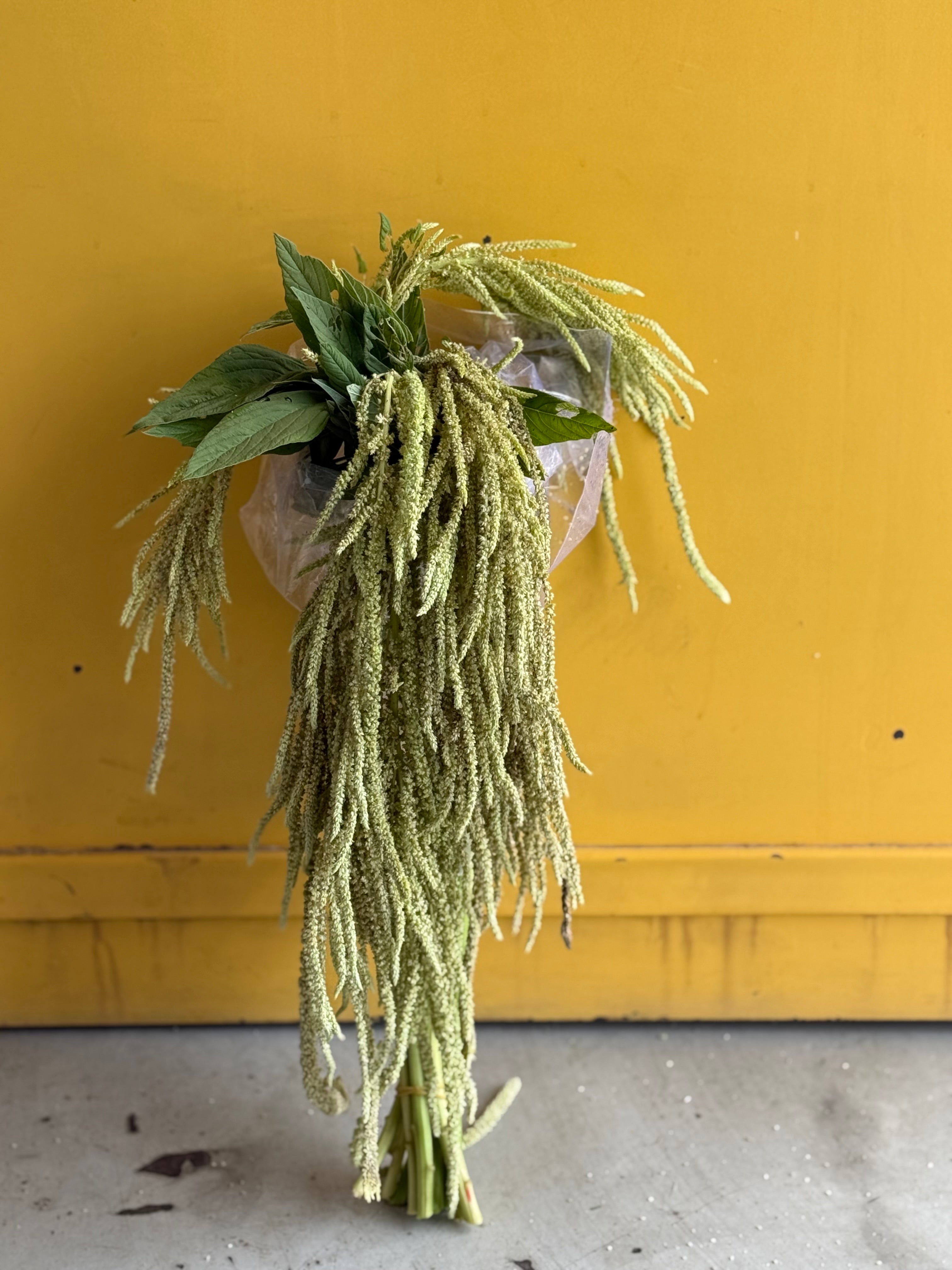 Amaranthus Green امارنثس
