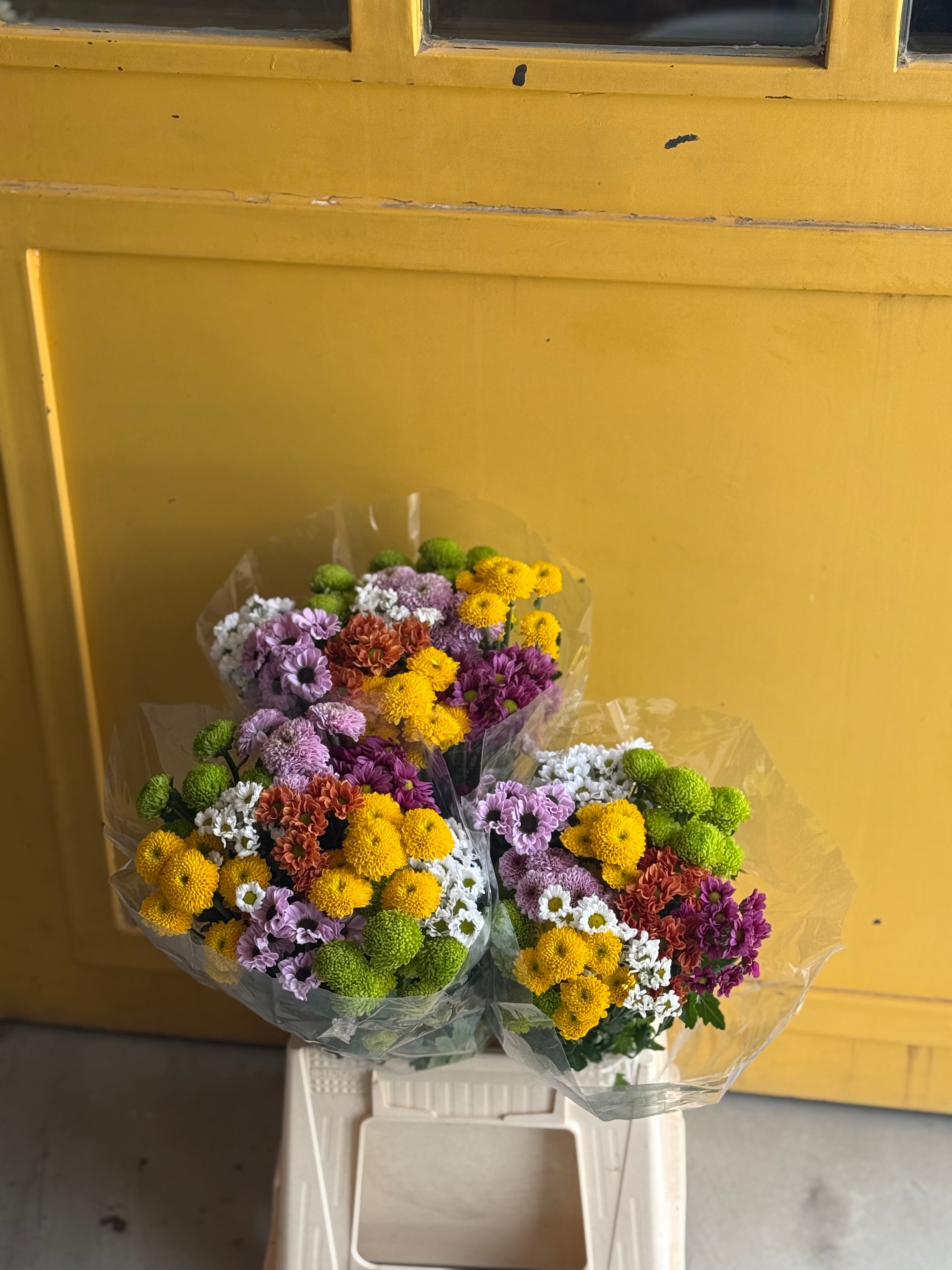 Chrysanthemum SANTINI MAD Yellow Green Holland كرسانثيوم