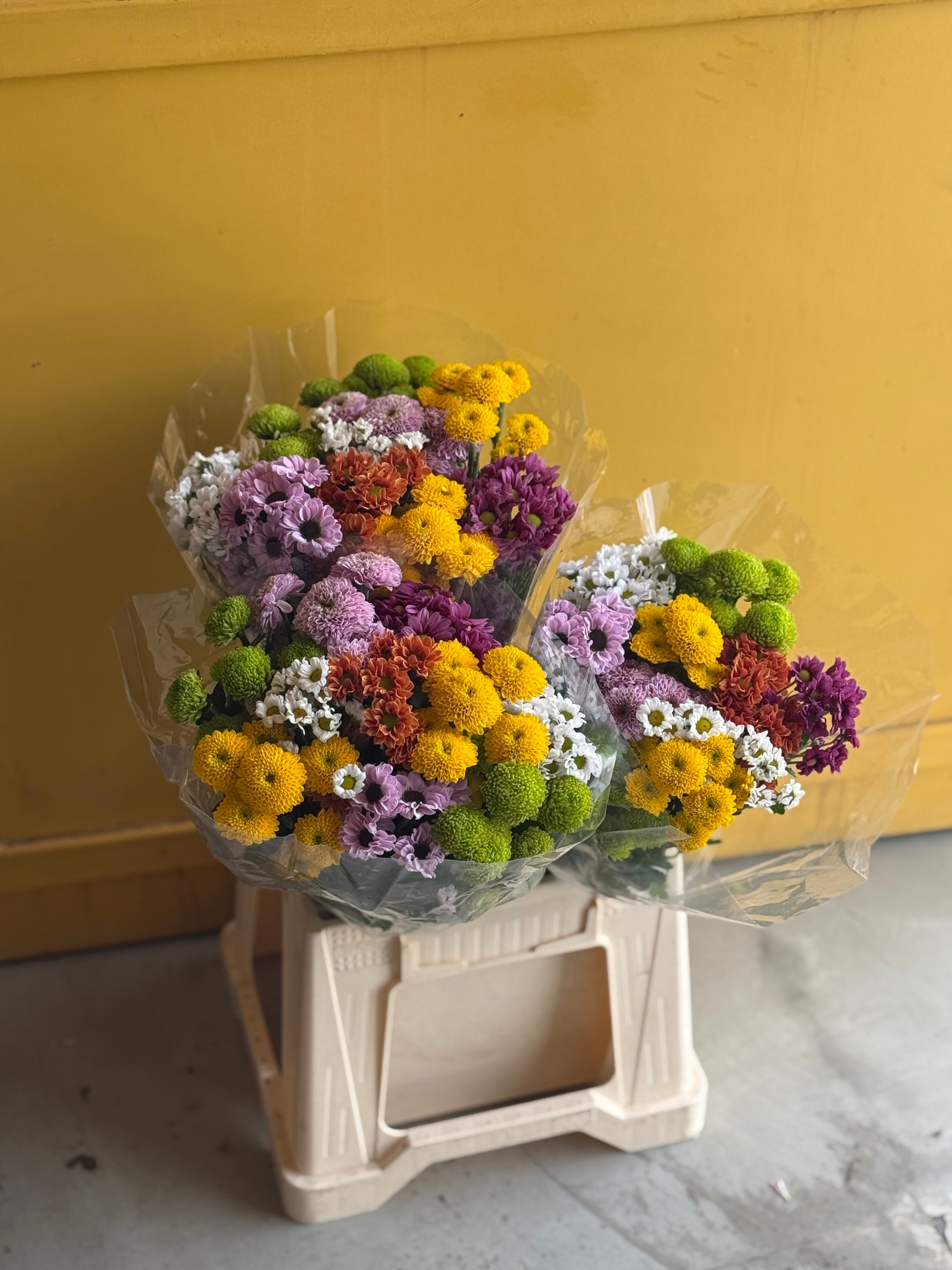 Chrysanthemum SANTINI MAD Yellow Green Holland كرسانثيوم