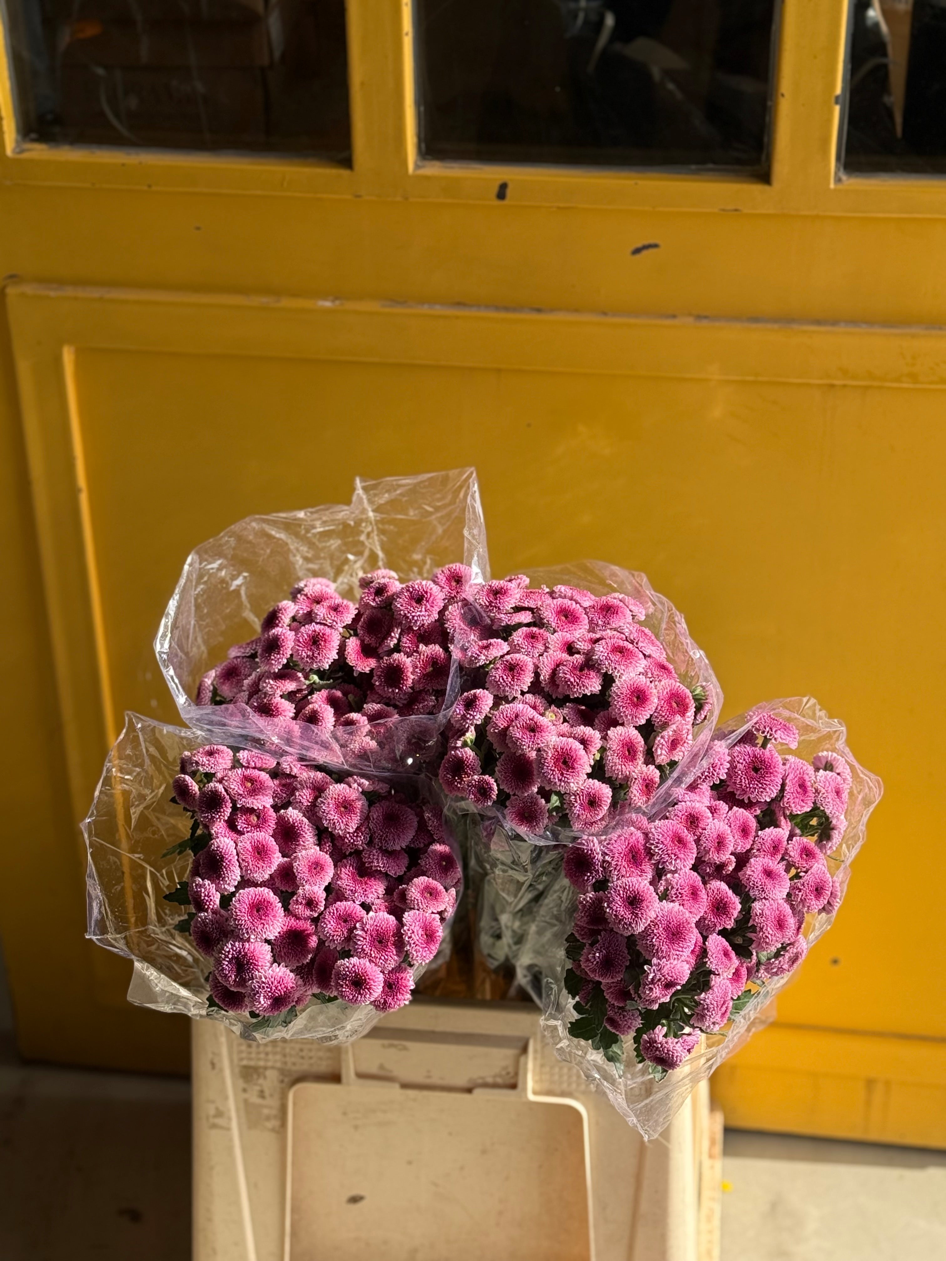 Chrysanthemum Loly Bop Pink Eg كرسانثيوم