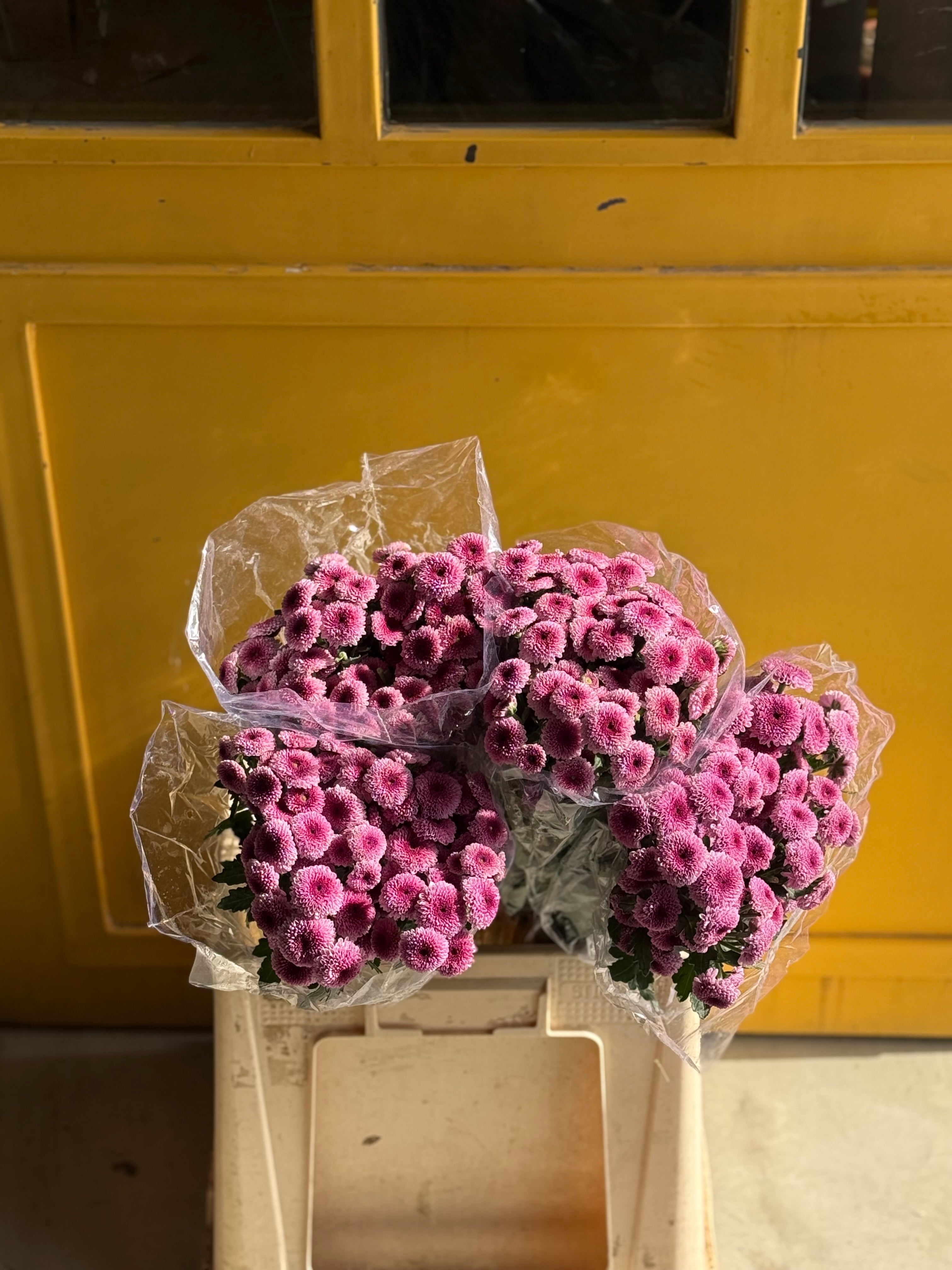 Chrysanthemum Loly Bop Pink Eg كرسانثيوم