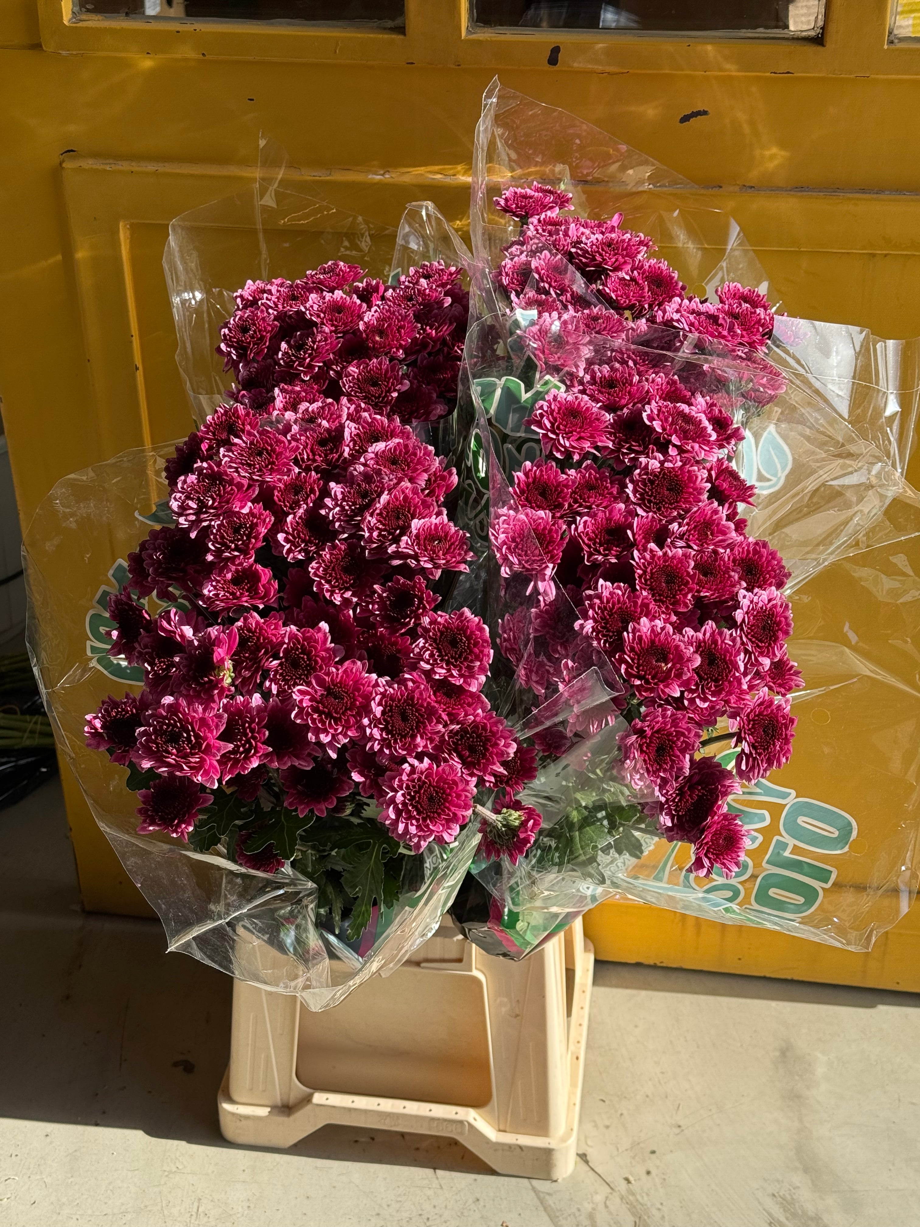 Chrysanthemum Love Purple KE كرسانثيوم