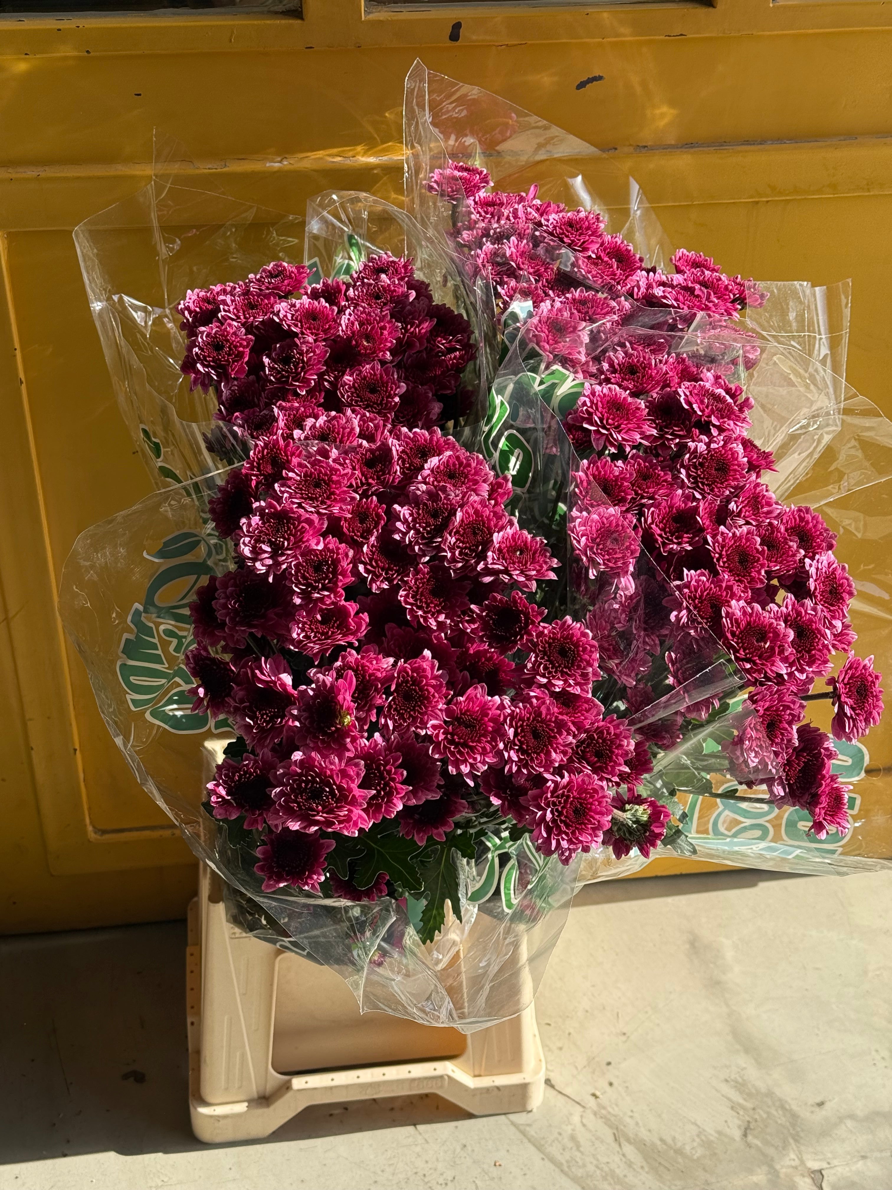 Chrysanthemum Love Purple KE كرسانثيوم