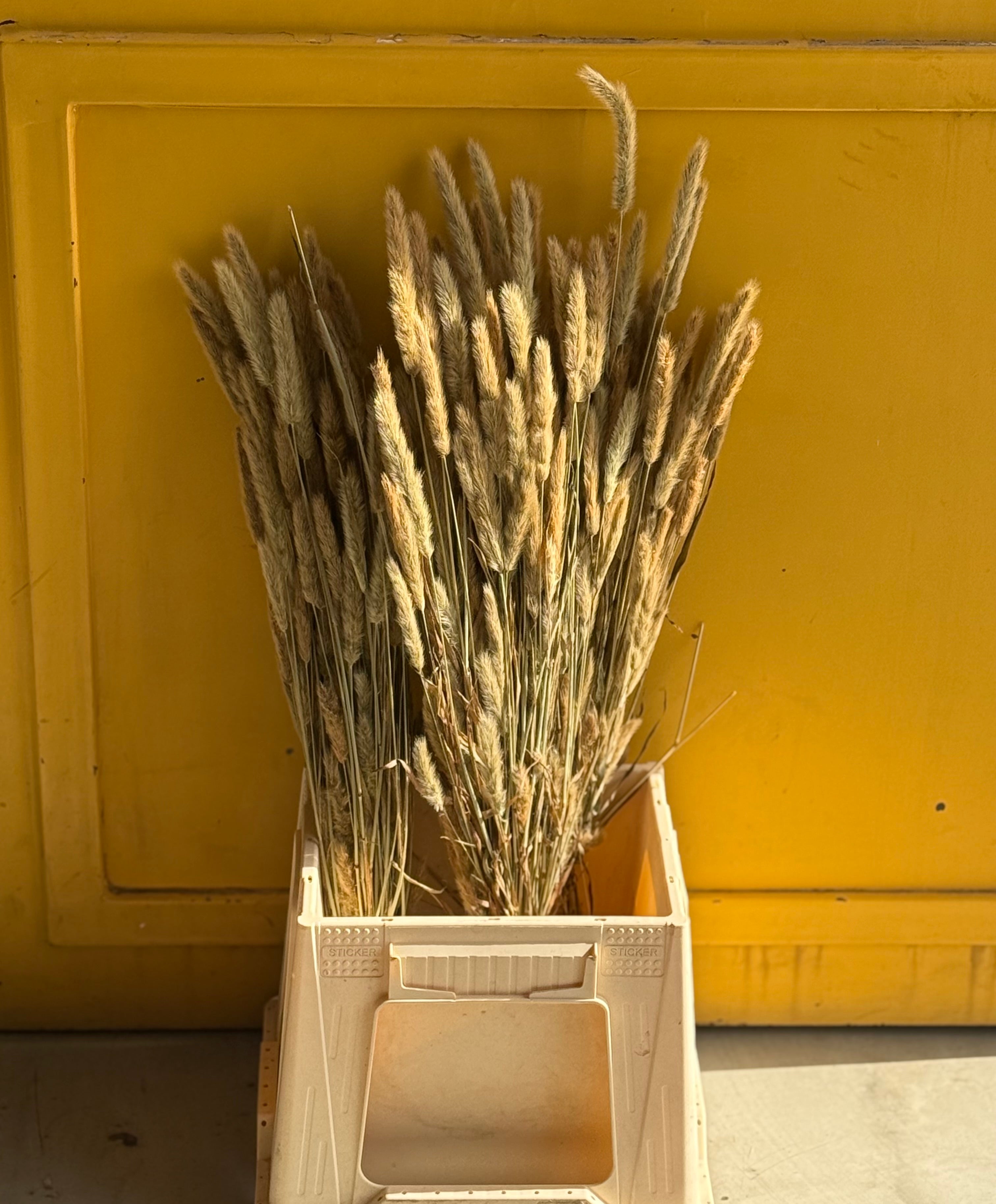 Gras Dry