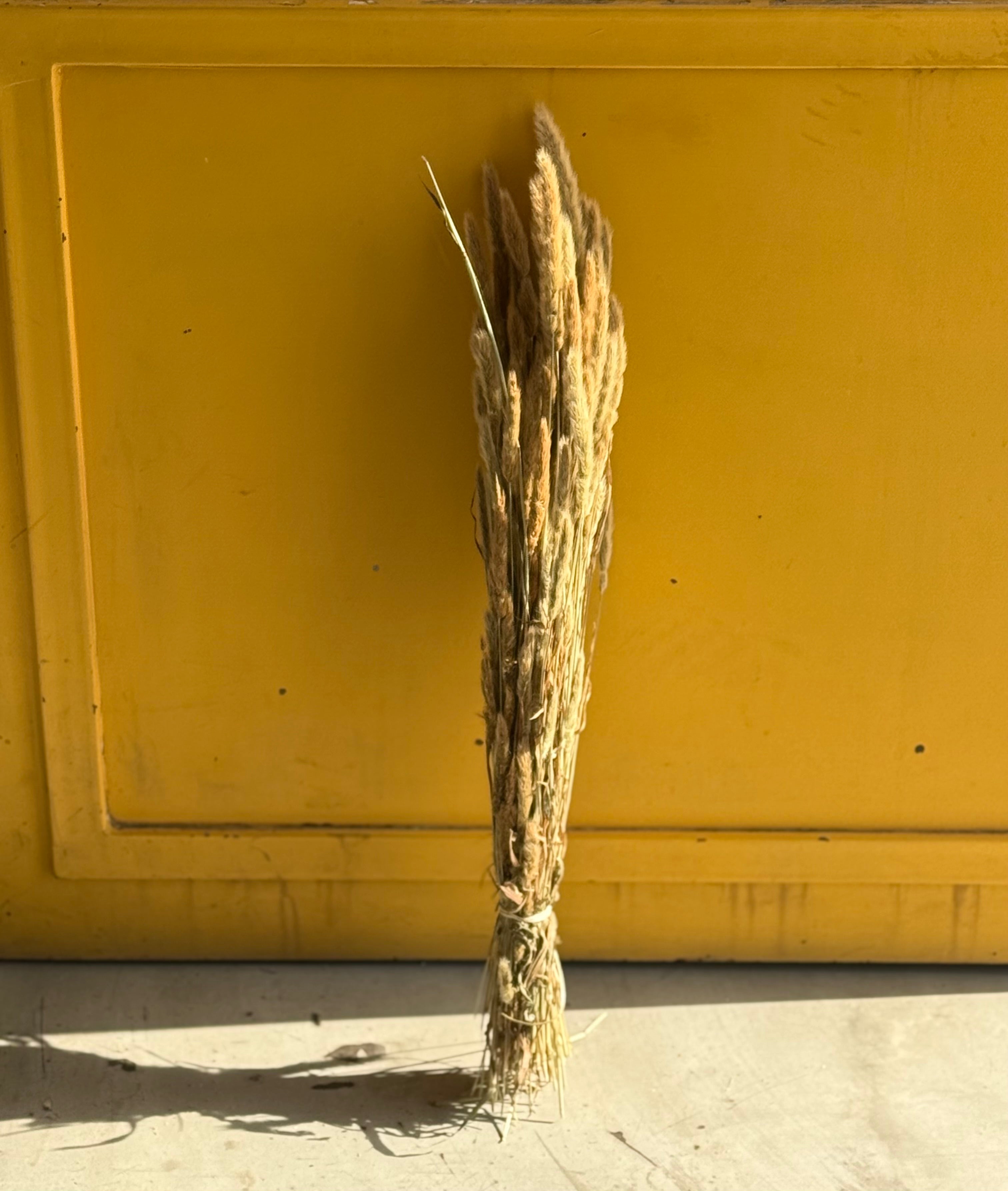 Gras Dry