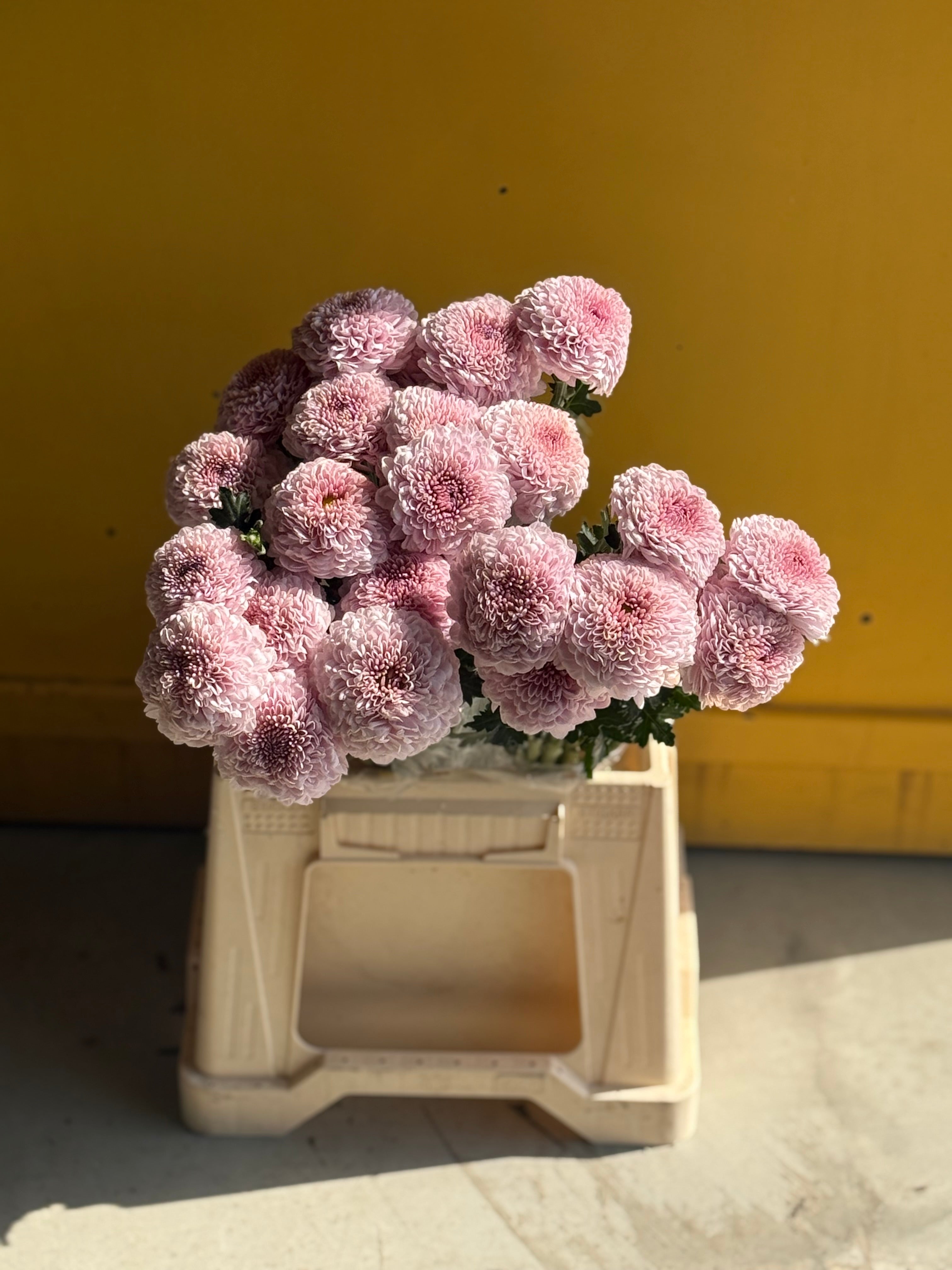 Chrysanthemum Momoko Pink KE كرسانثيوم