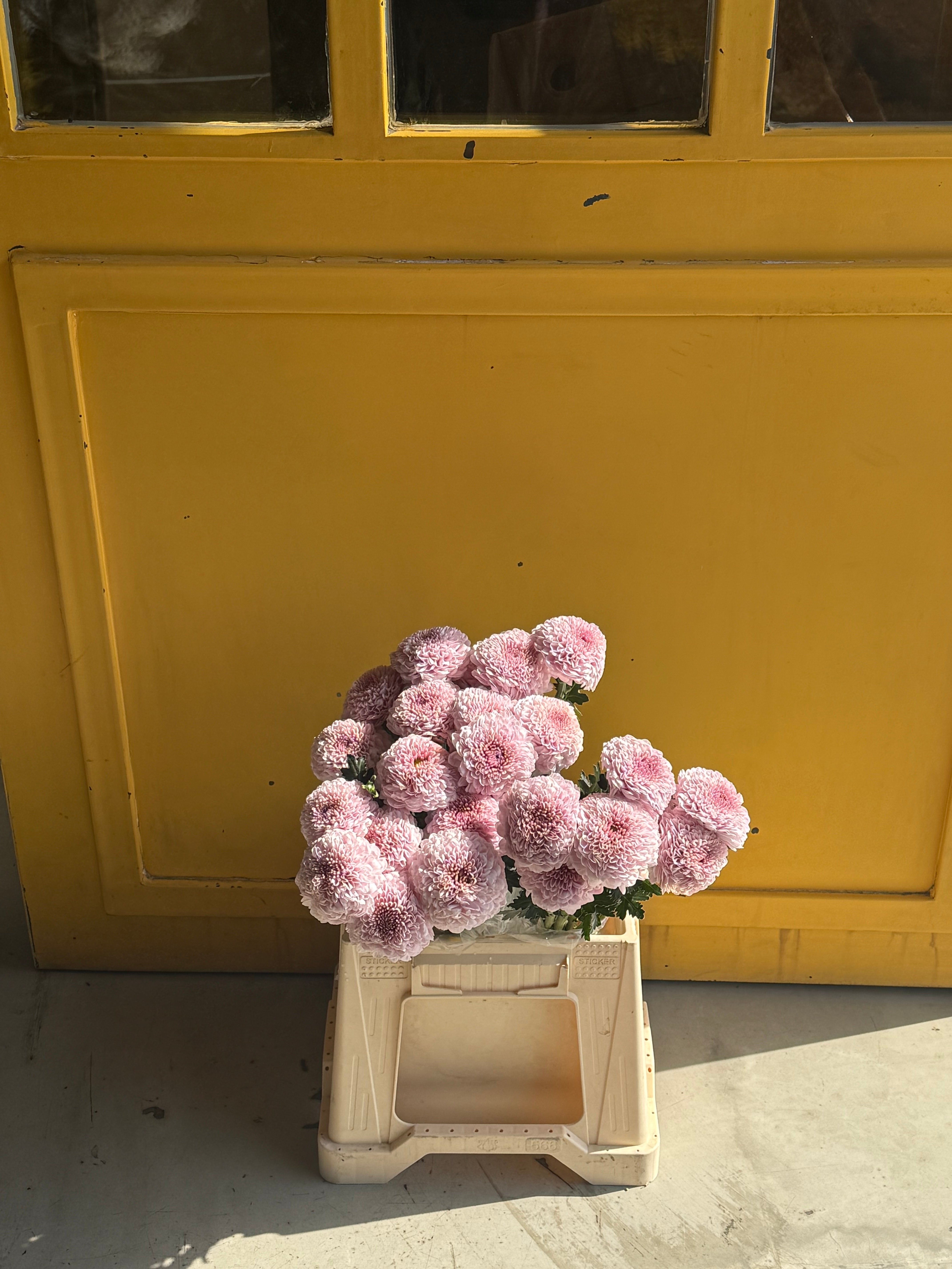 Chrysanthemum Momoko Pink KE كرسانثيوم