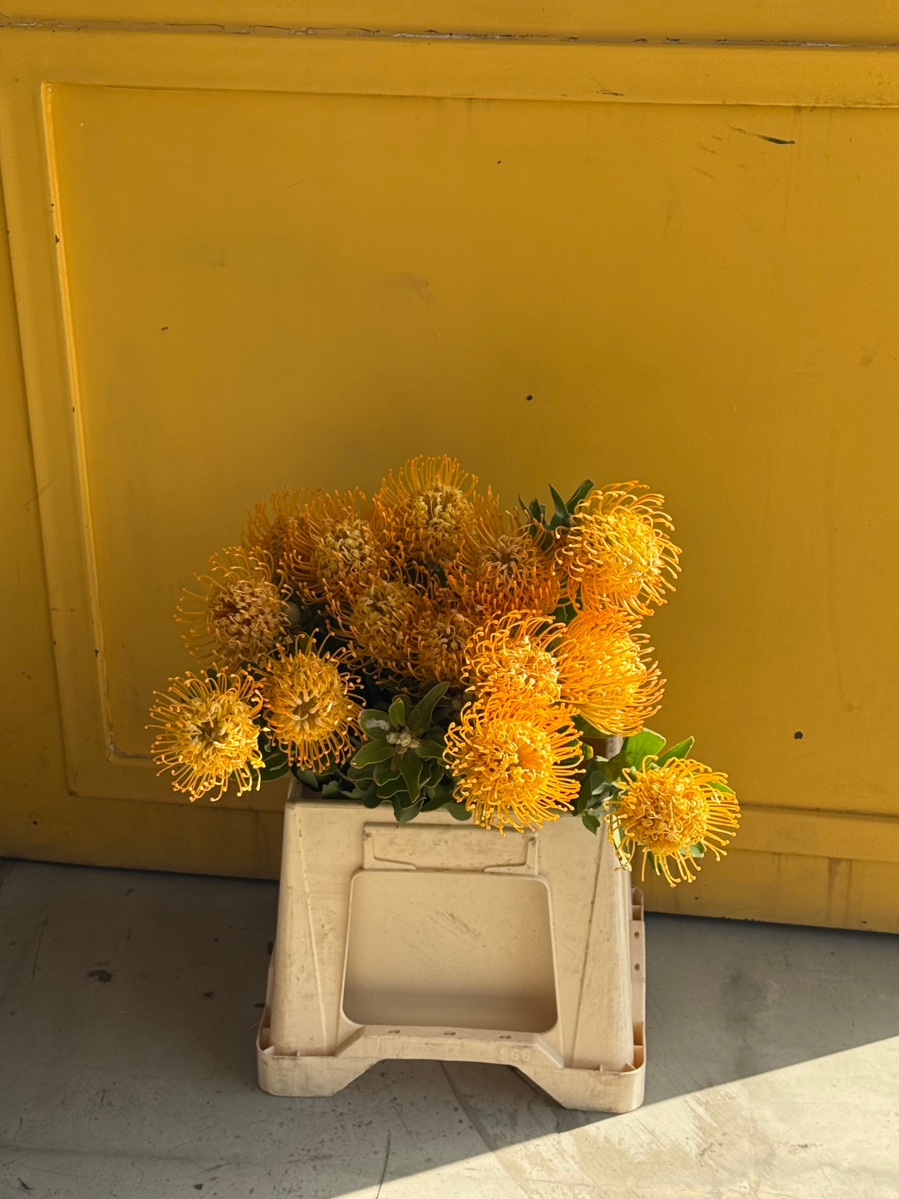 Leucospermum Yellow  اللوكوسبيرمو