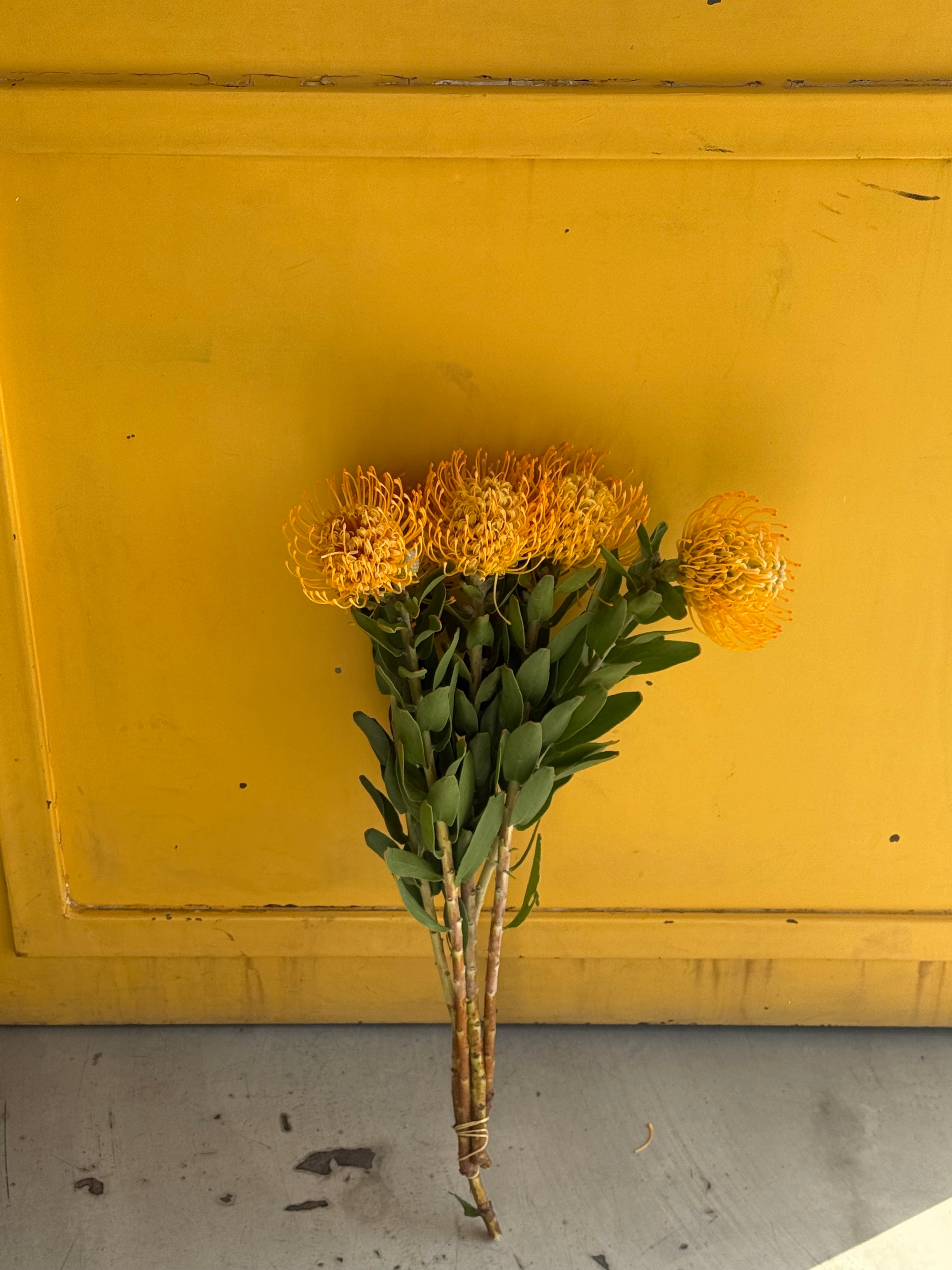 Leucospermum Yellow  اللوكوسبيرمو
