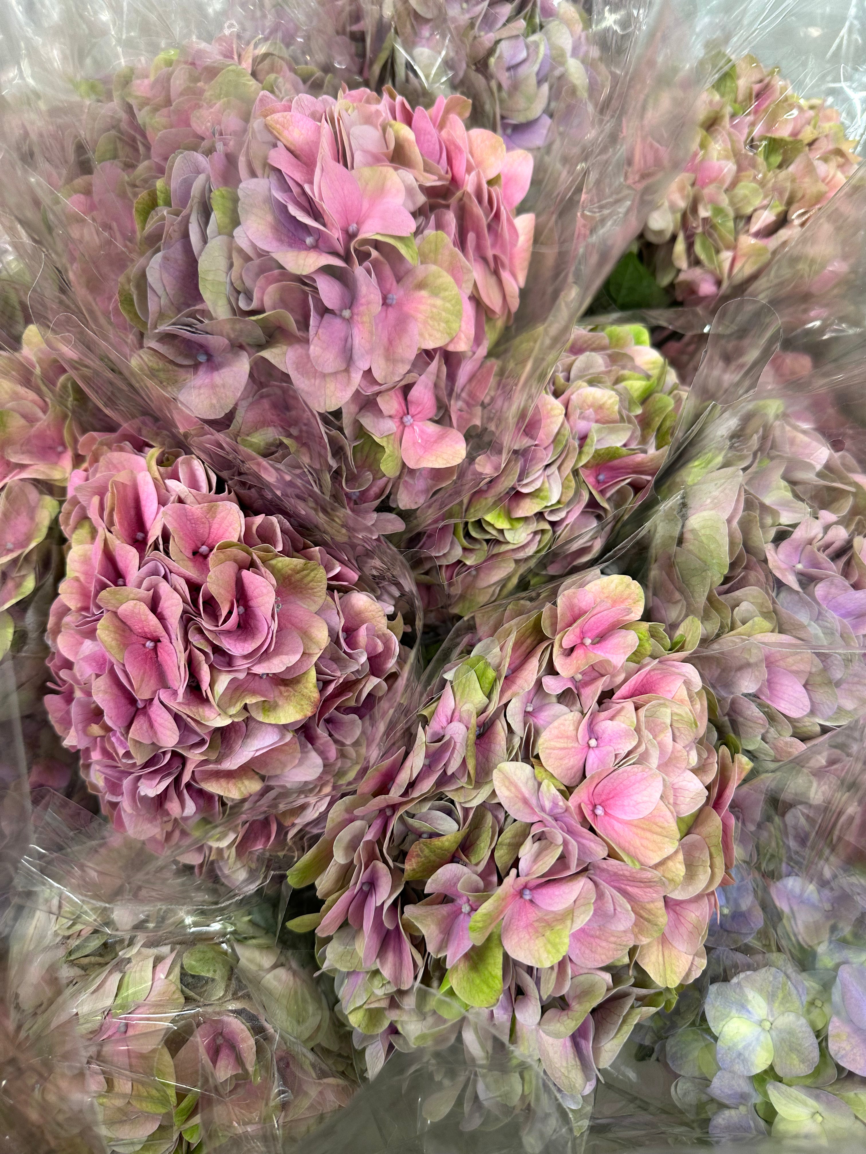 Hydrangea love dark pink
