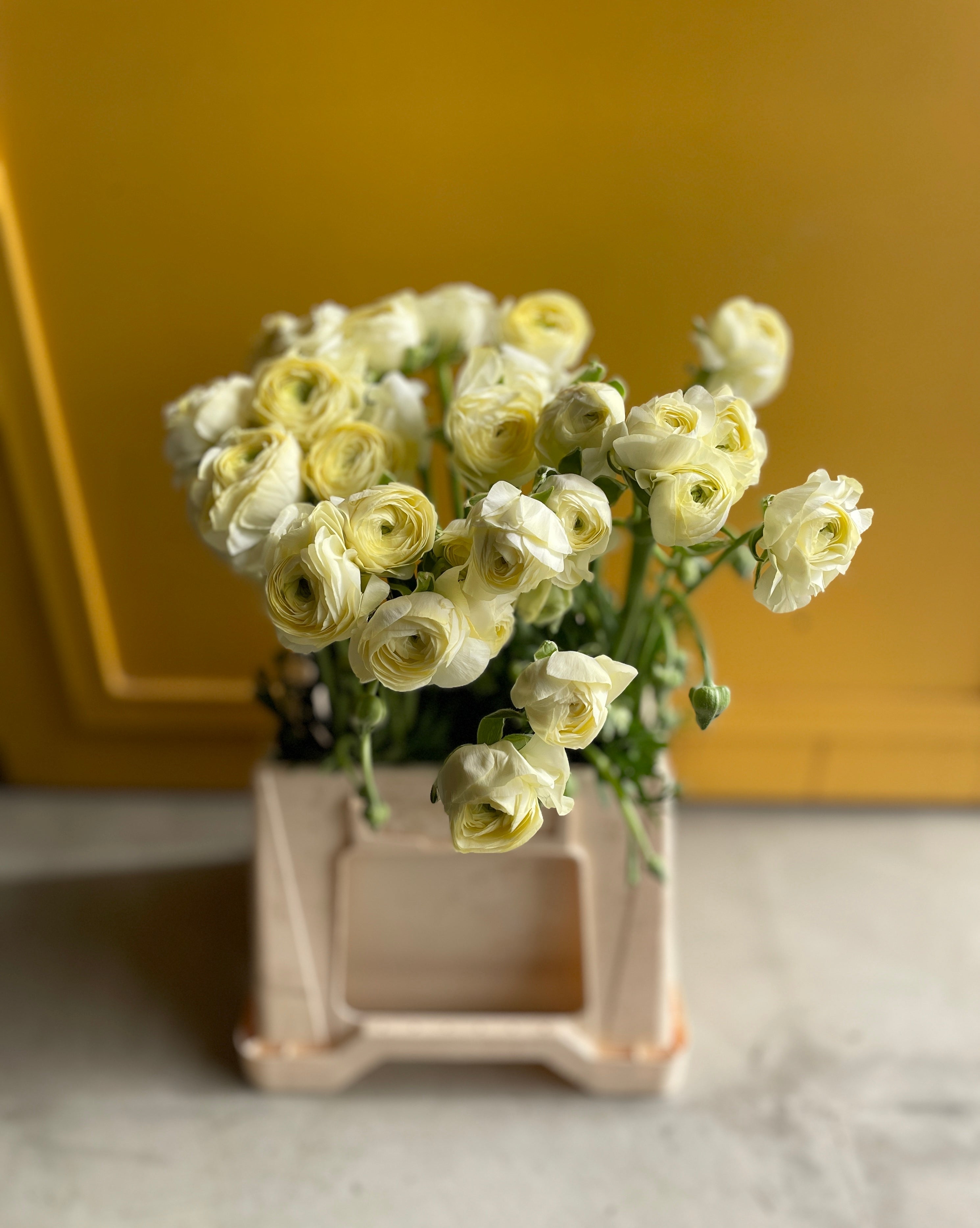 Ranunculus Cream EG ريننكلس