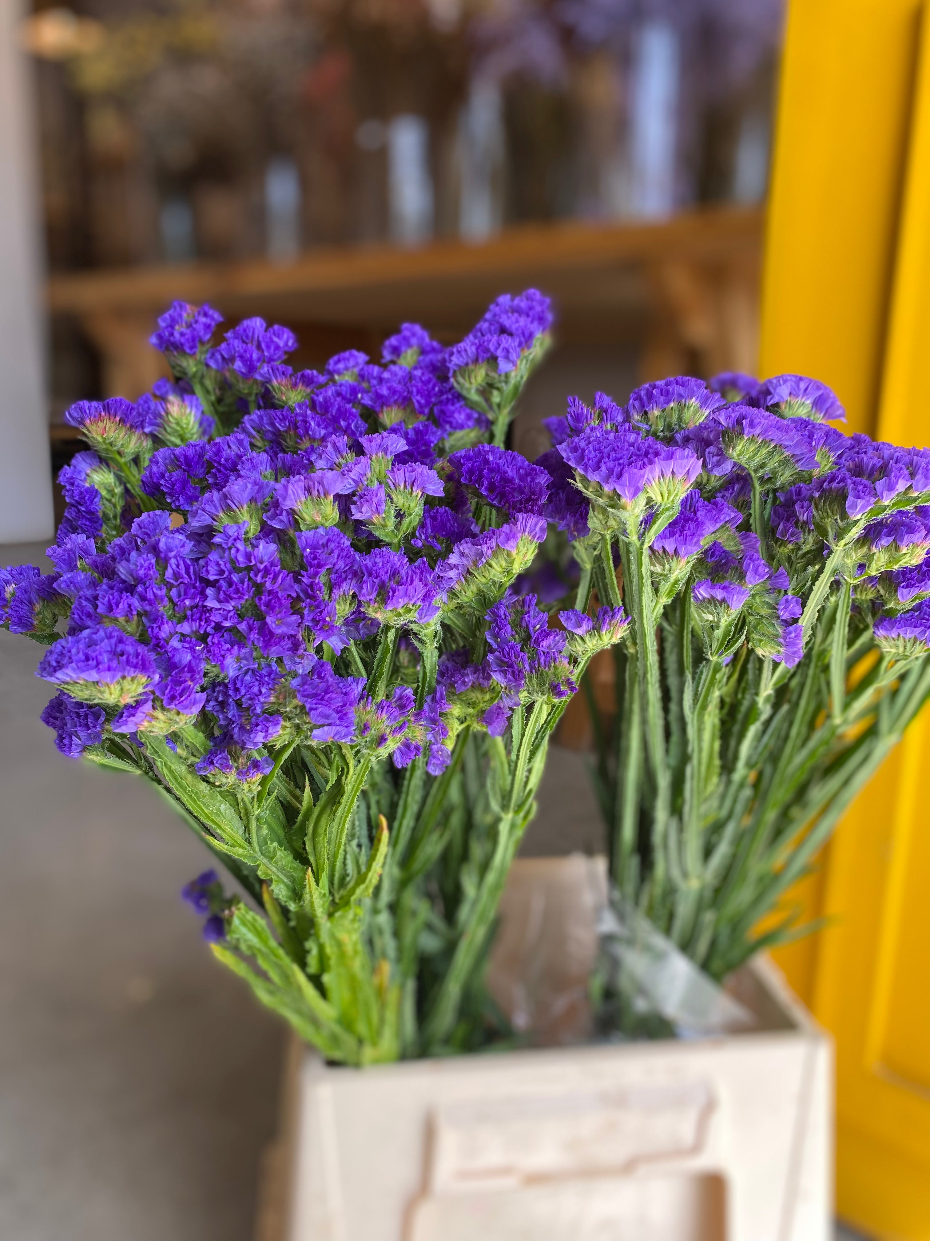 Statice Dark Purple KE ستاتس