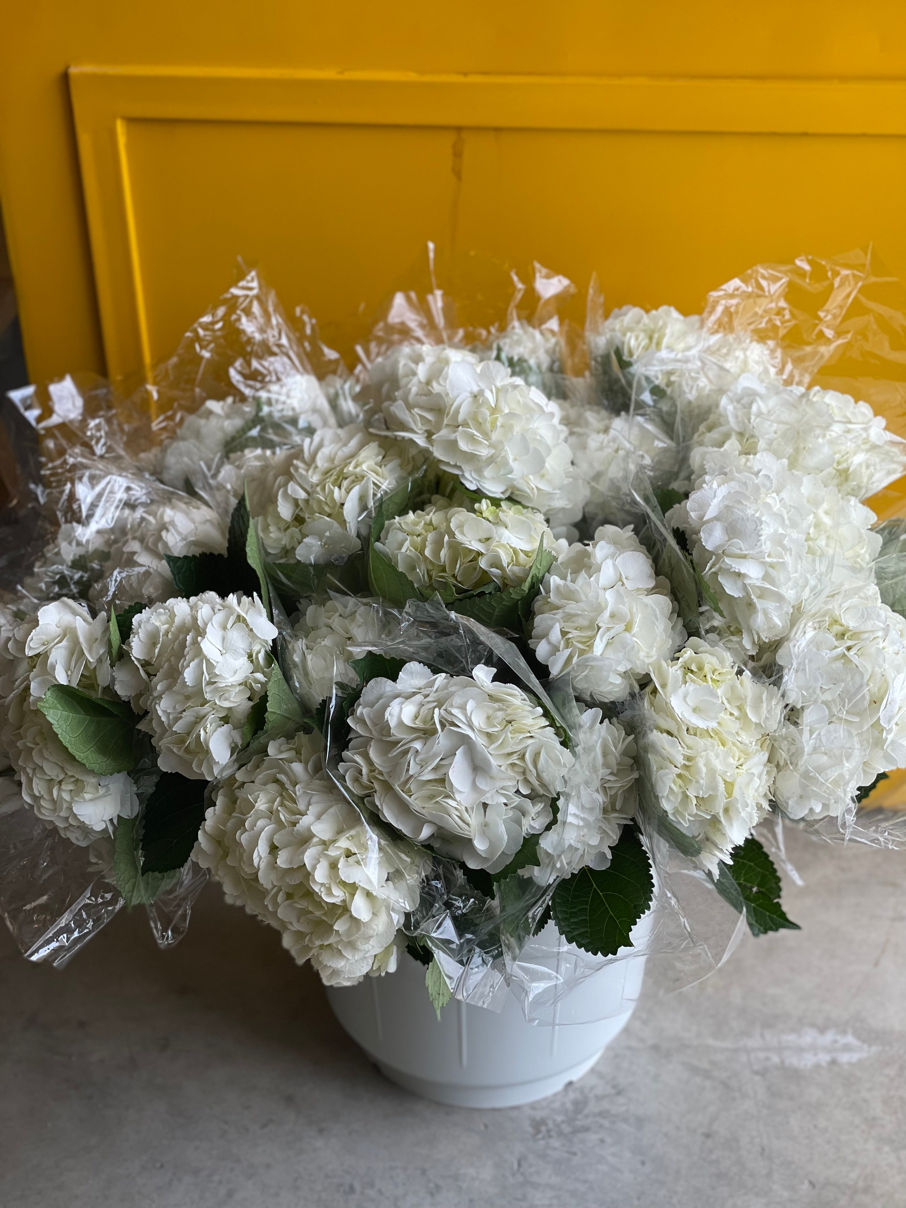 Hydrangea White هايدرنجيا