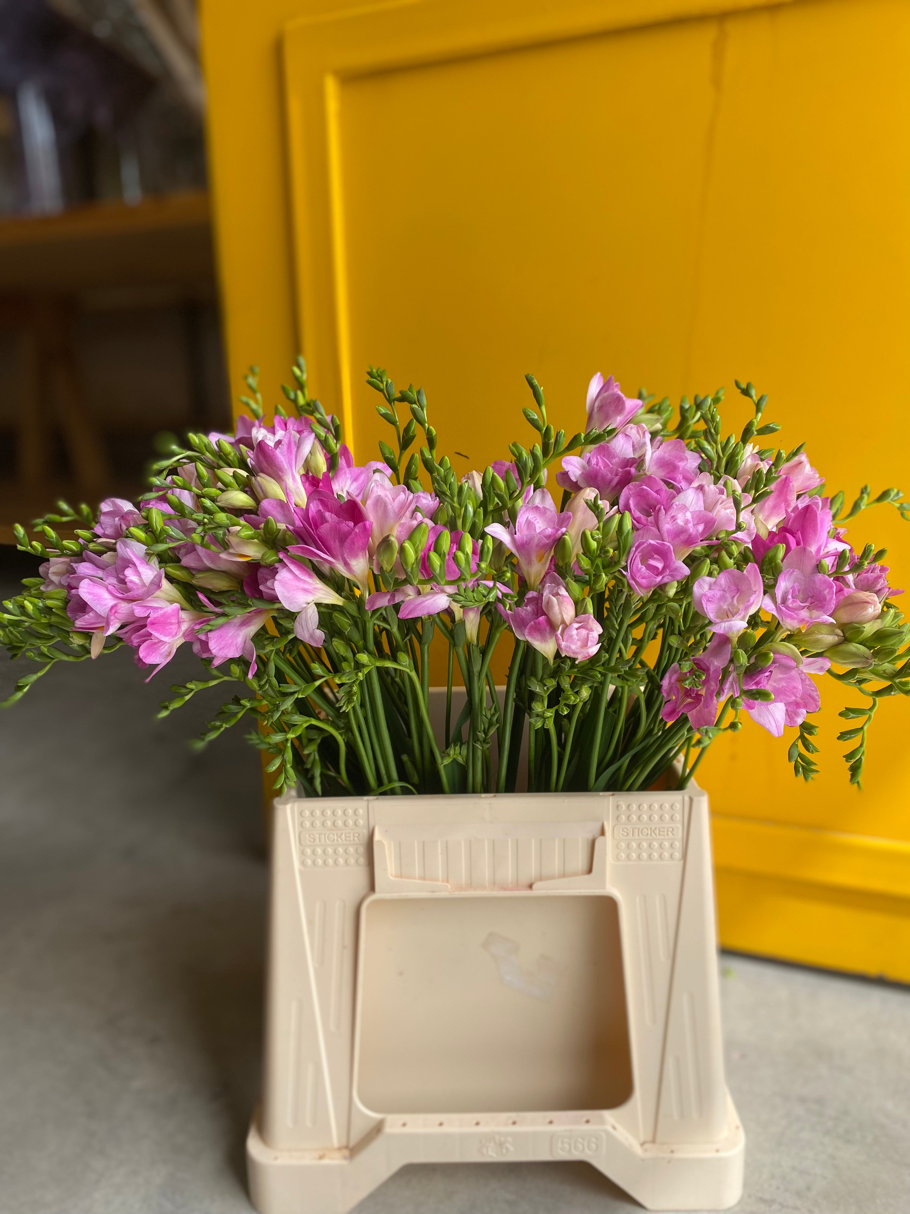 Freesia Pink فريزا