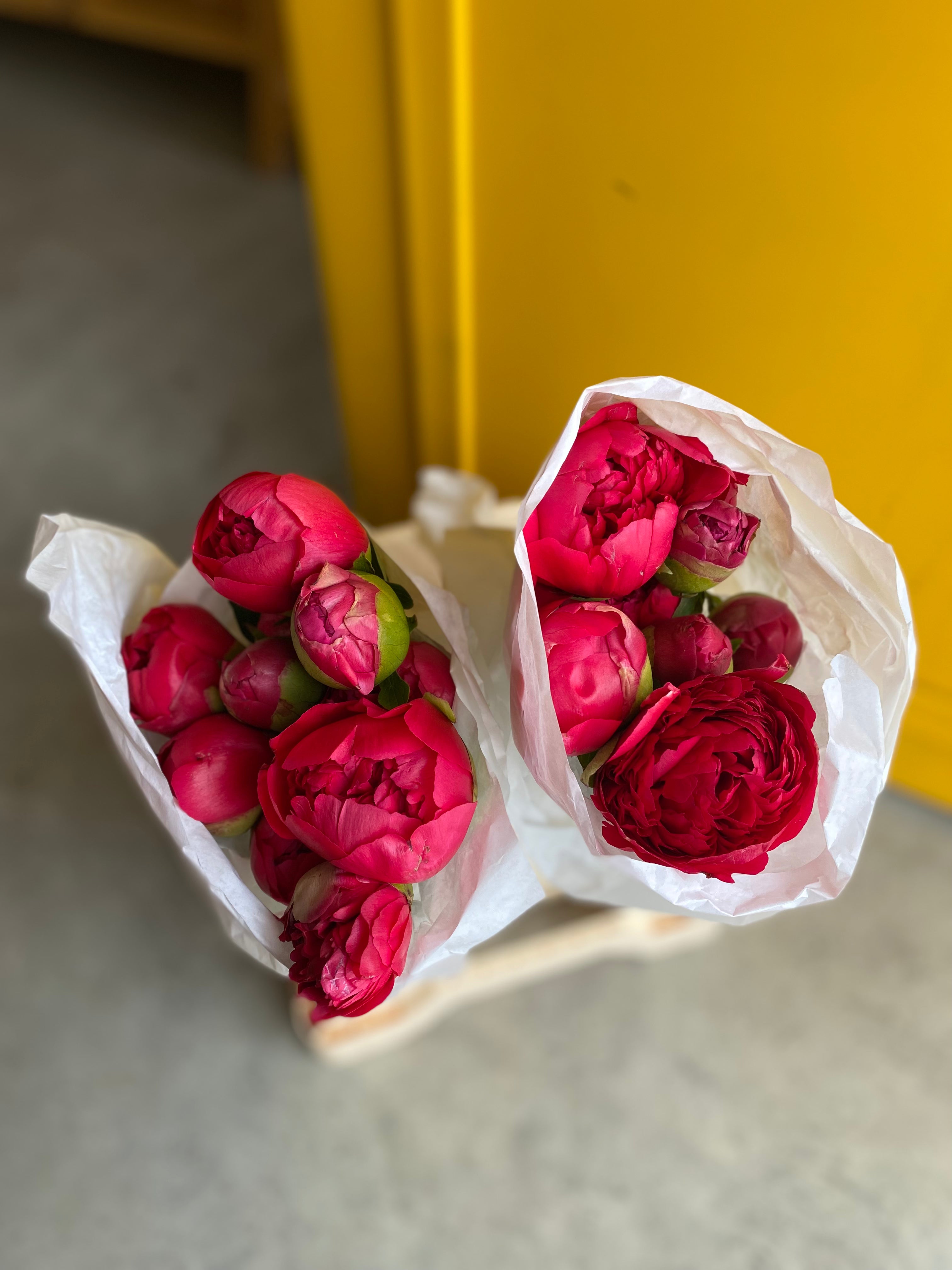 Peony Command Performance بيوني
