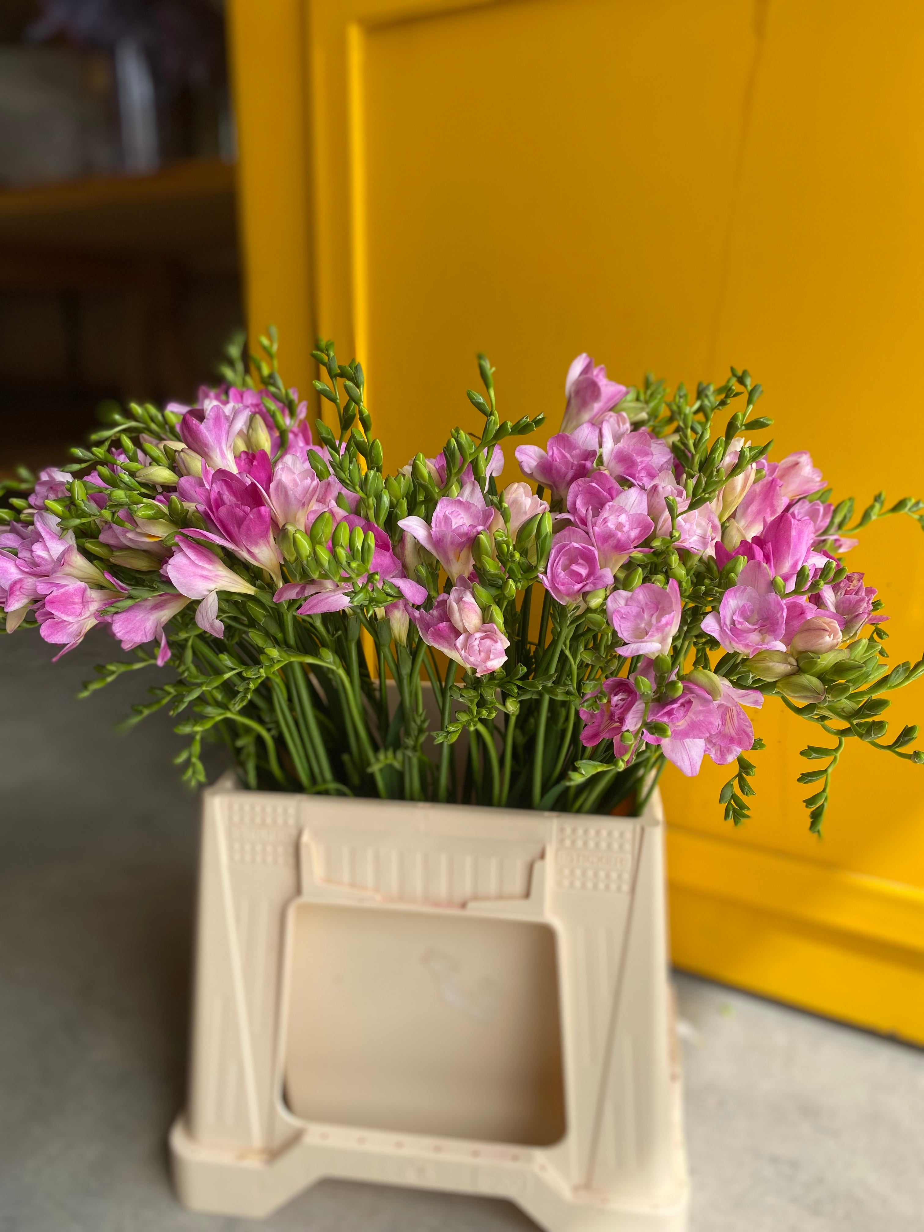 Freesia Pink فريزا