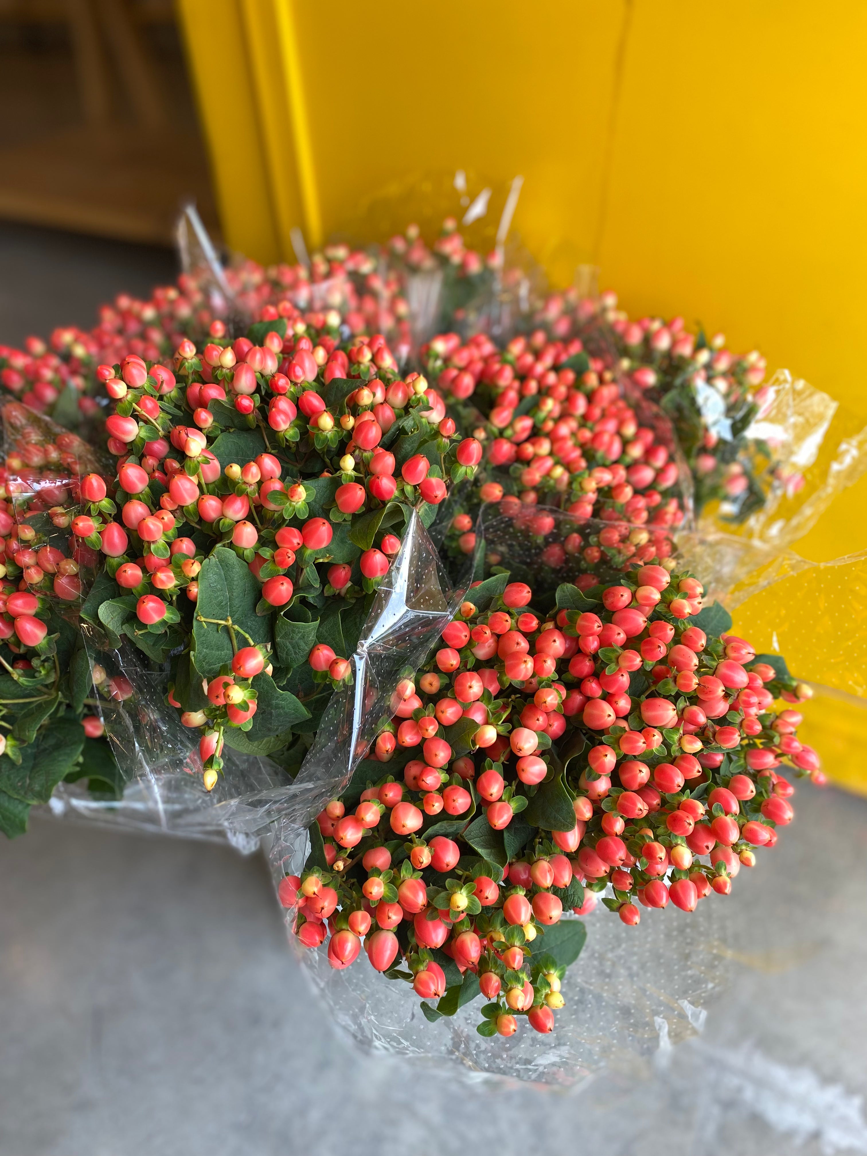 Hypericum Light Orange