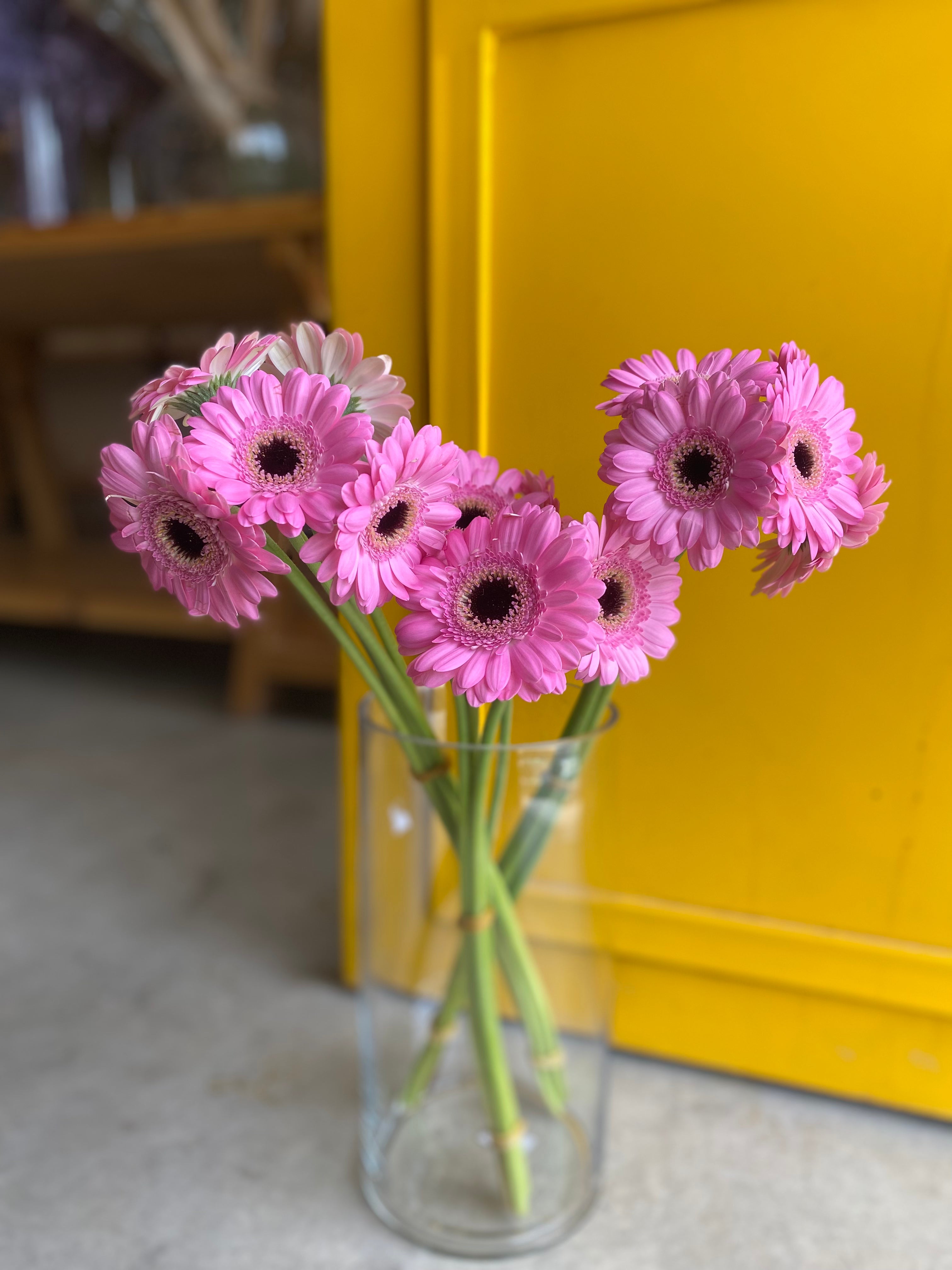 Gerbera bentley جربيرا