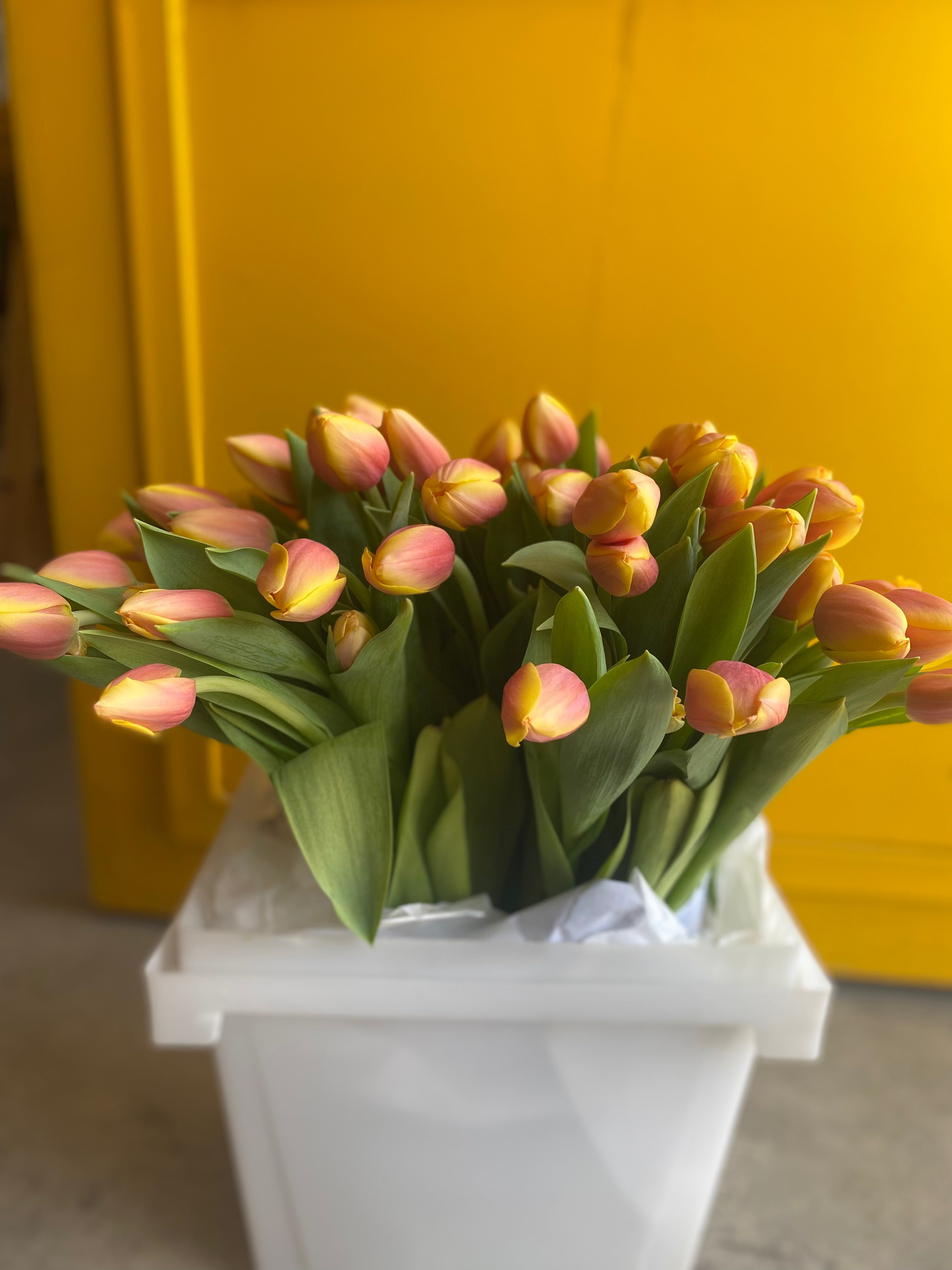Tulip Marit Yellow Orange توليب