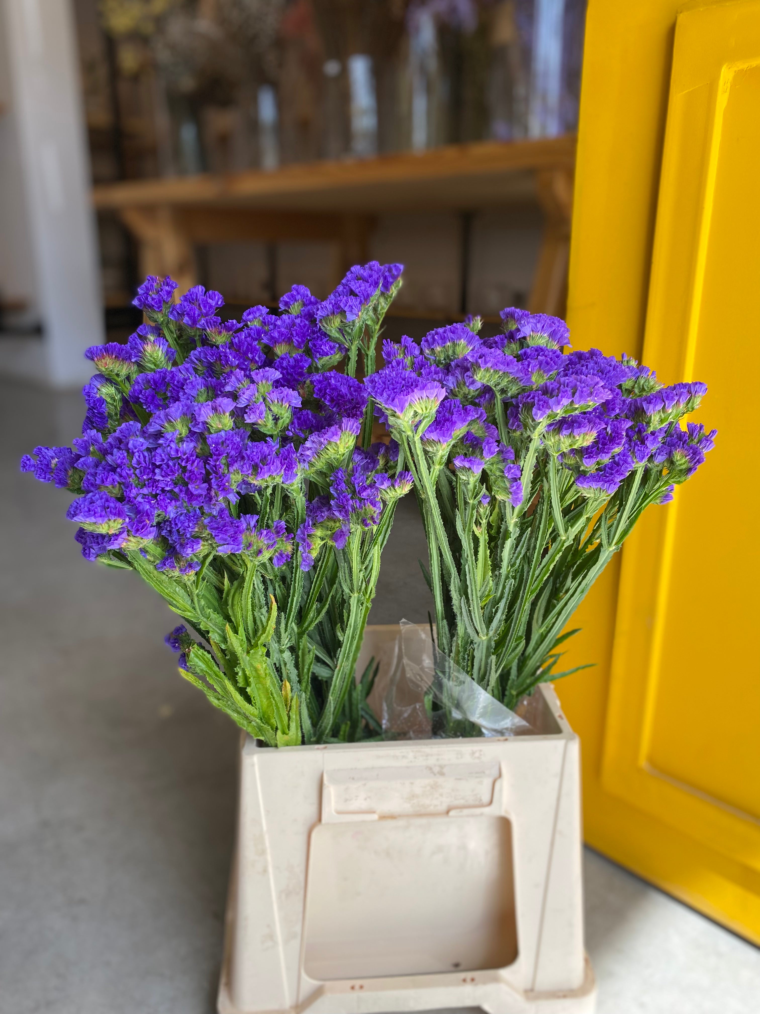 Statice Dark Purple KE ستاتس