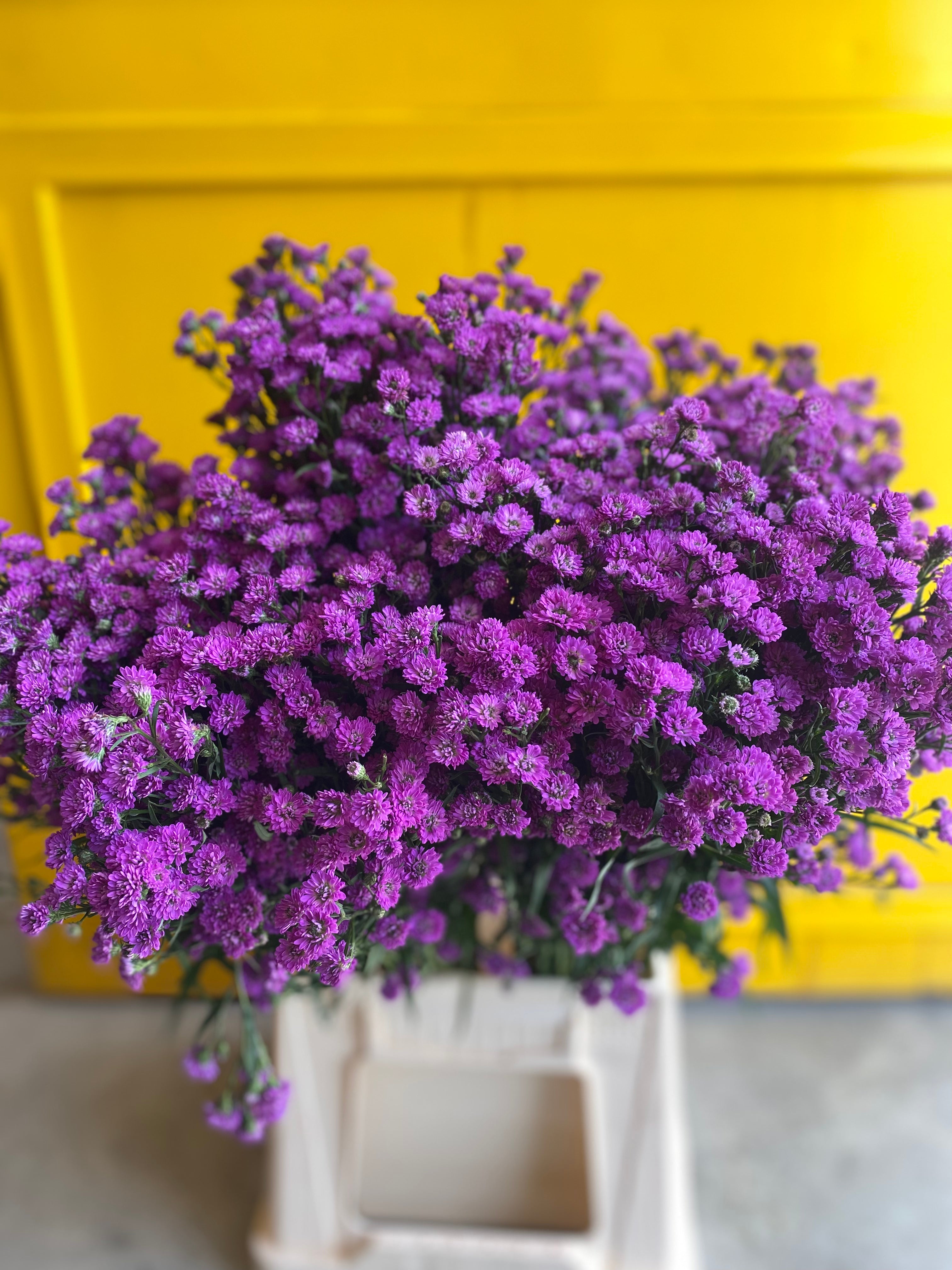 Aster Purple KE استر