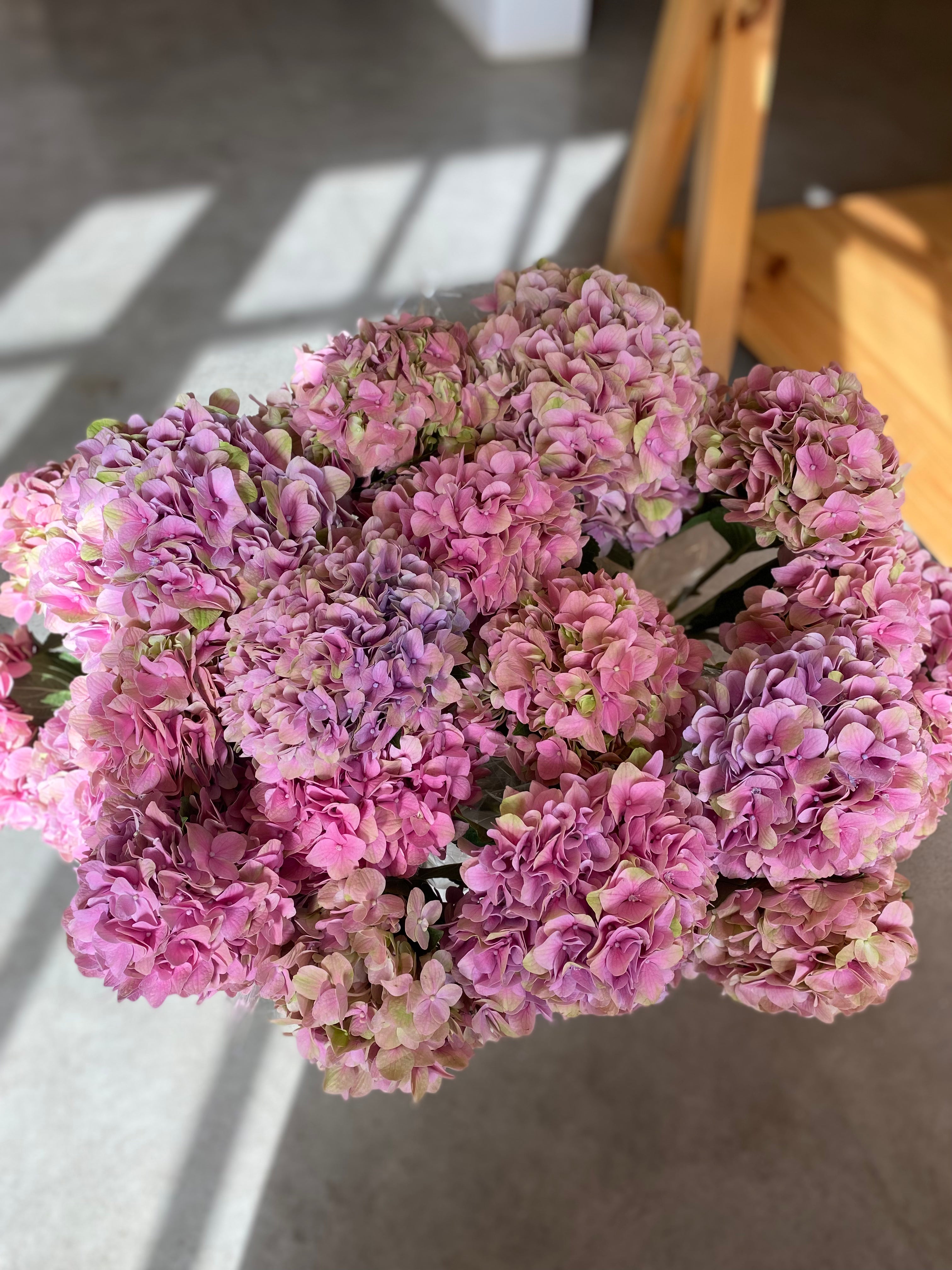 Hydrangea love dark pink