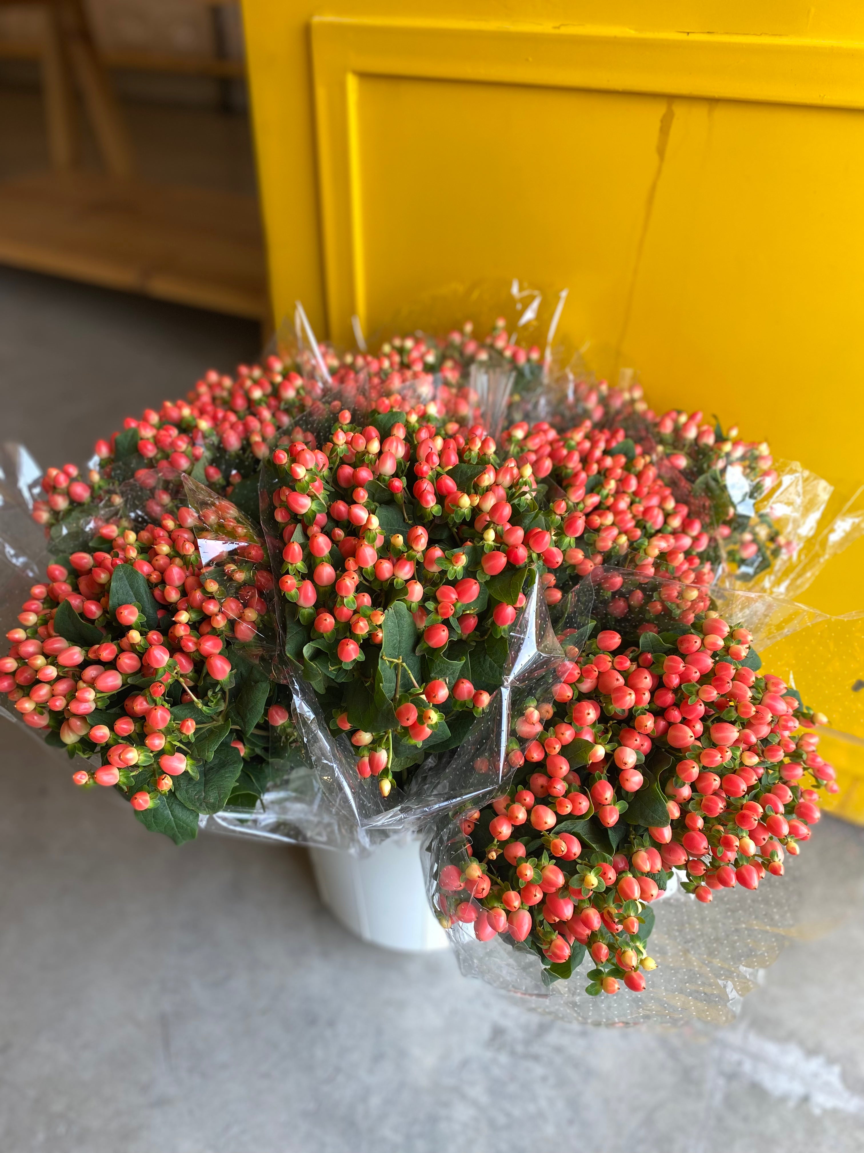 Hypericum Light Orange